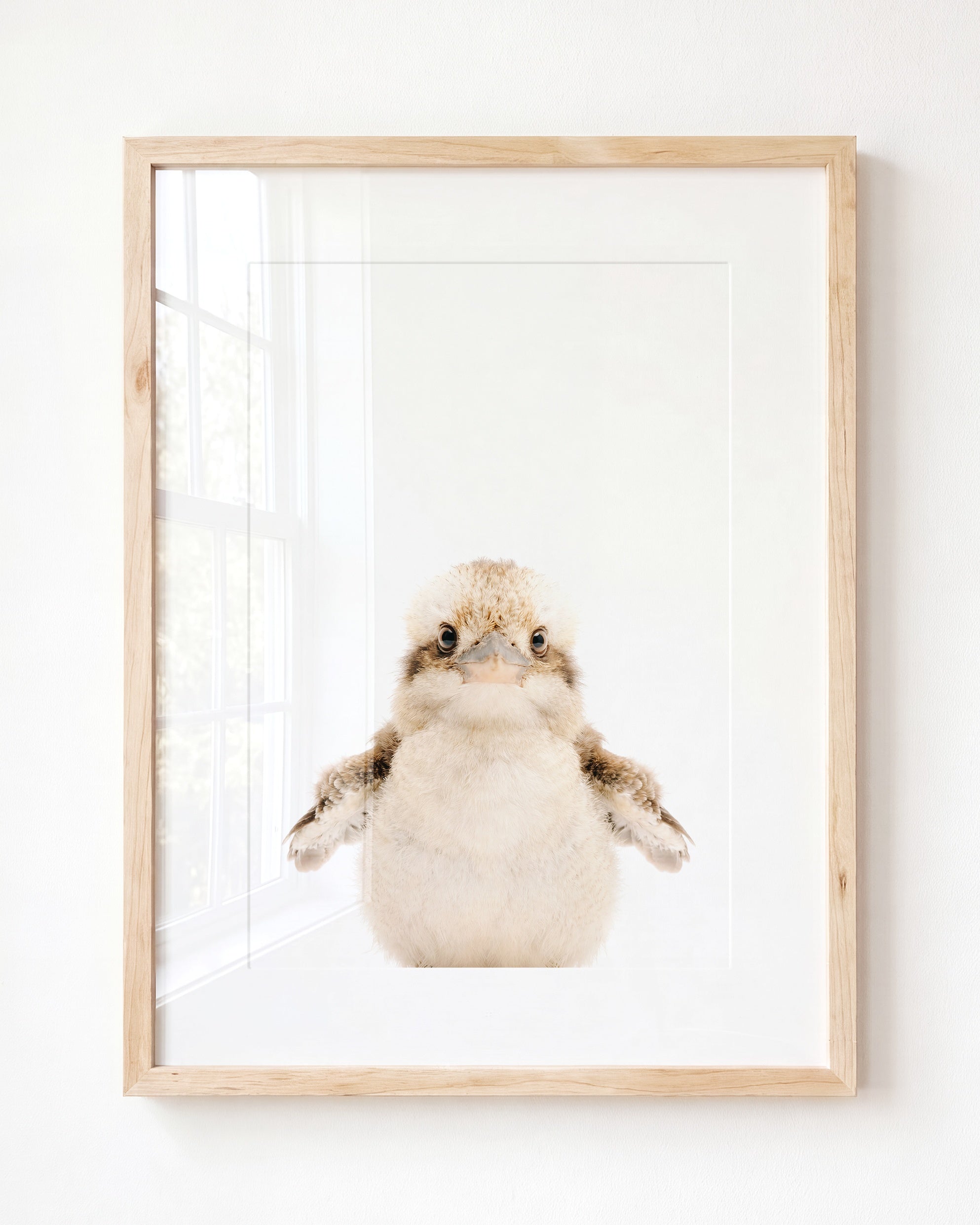 Baby Kookaburra