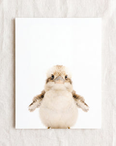 Baby Kookaburra