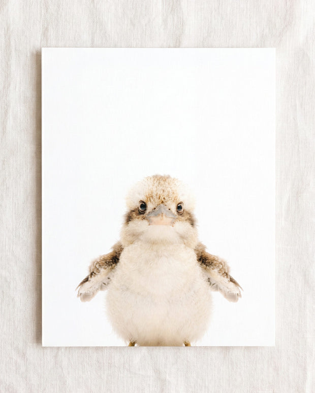 Baby Kookaburra
