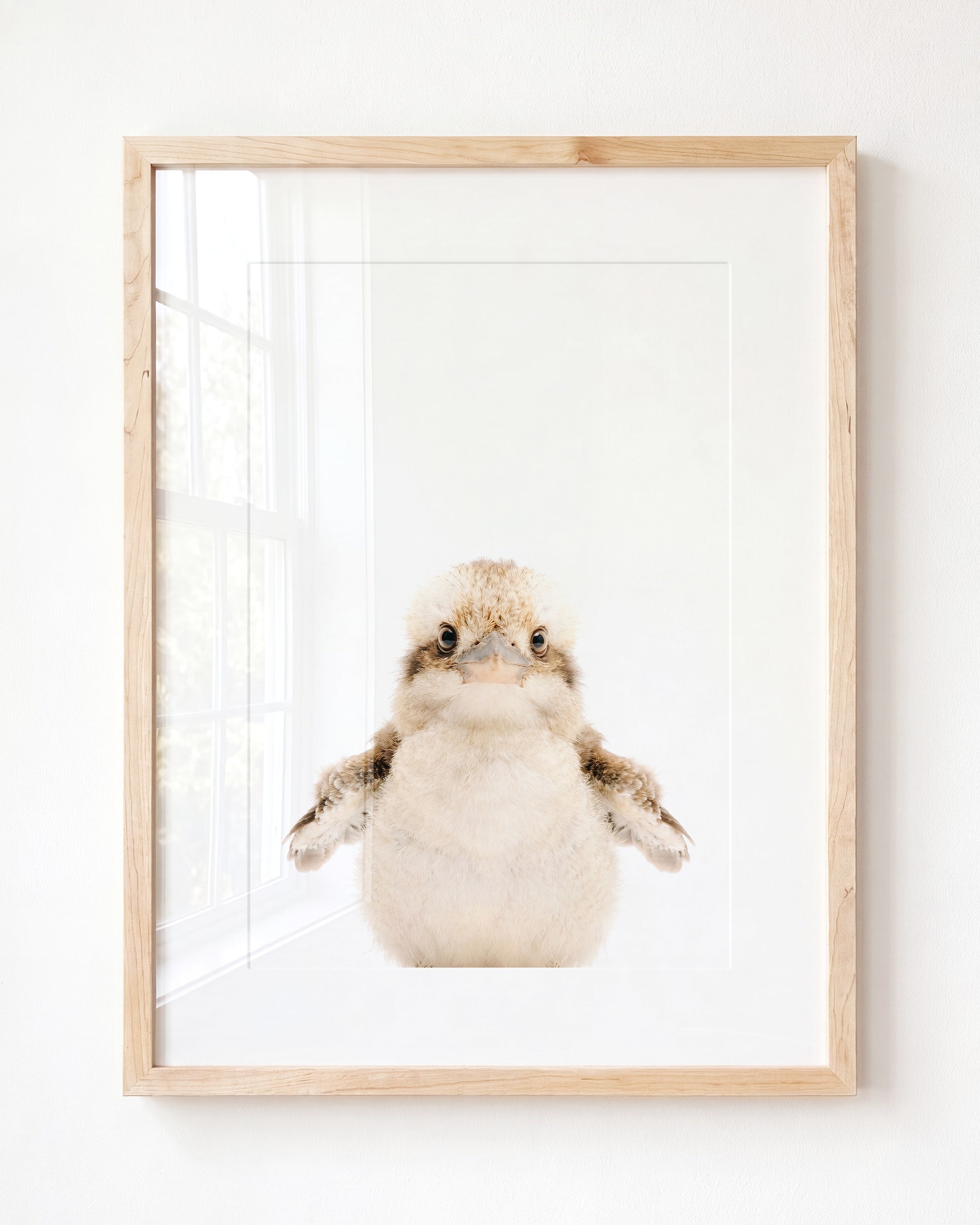 Baby Kookaburra