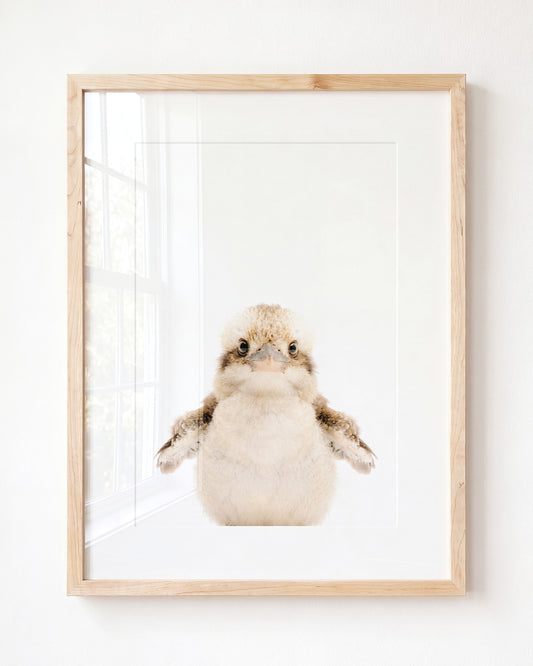 Baby Kookaburra — Framed