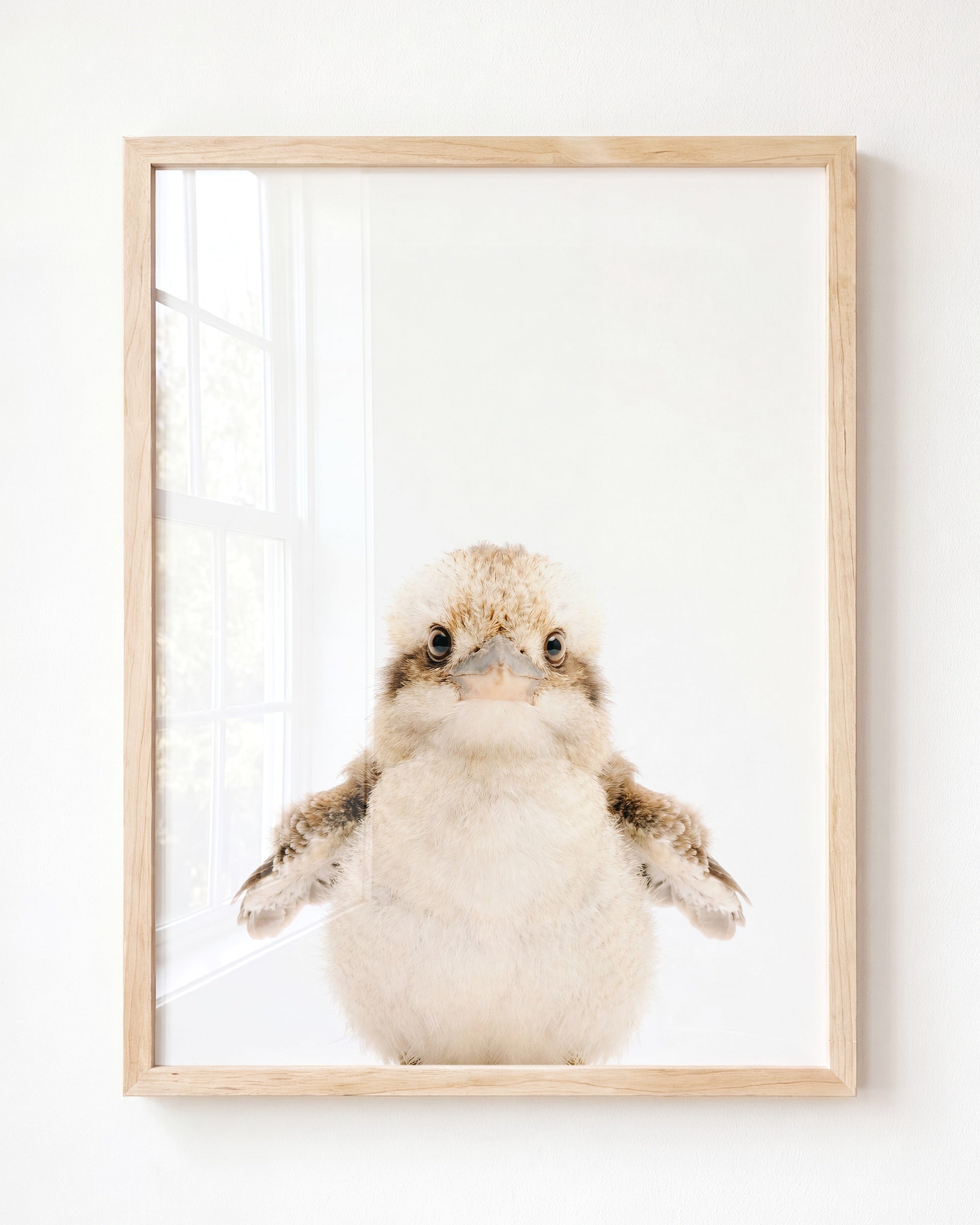 Baby Kookaburra