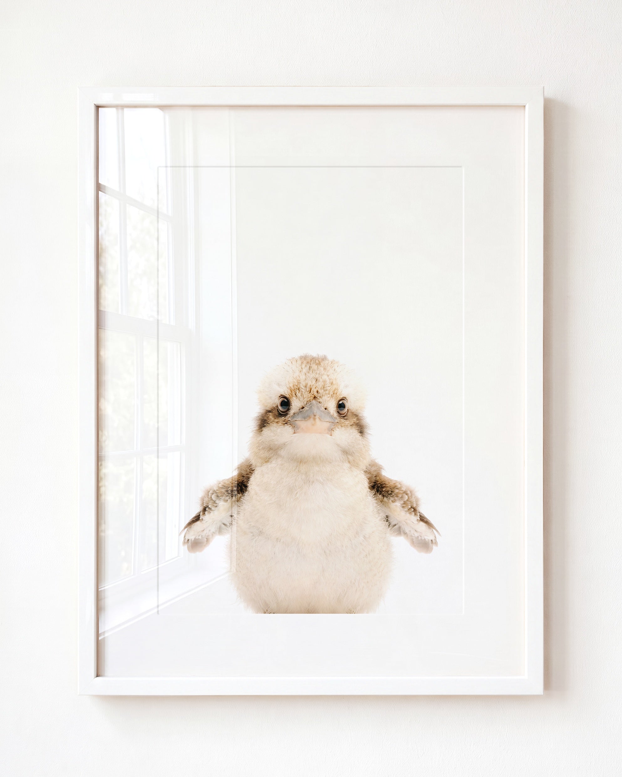 Baby Kookaburra
