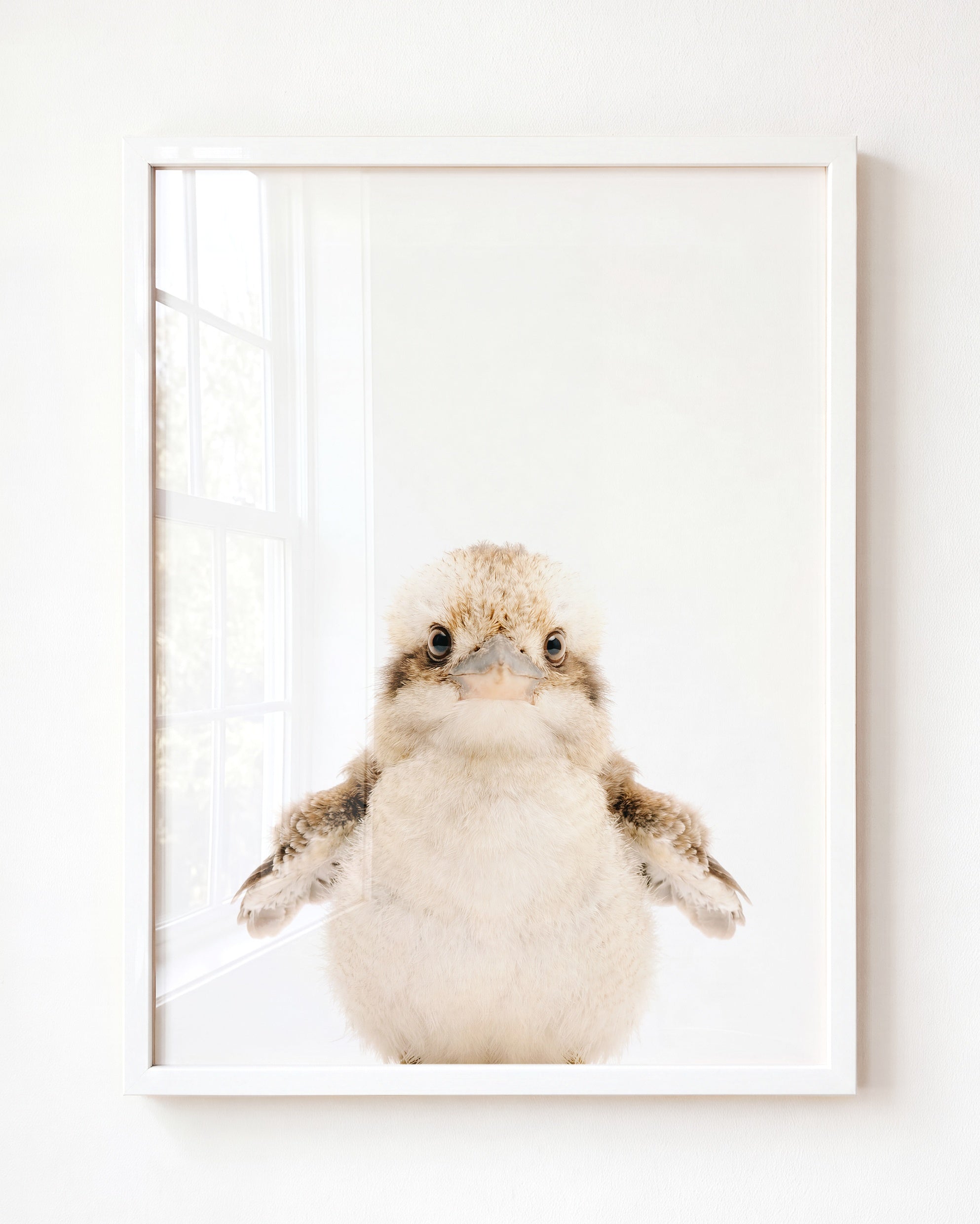 Baby Kookaburra