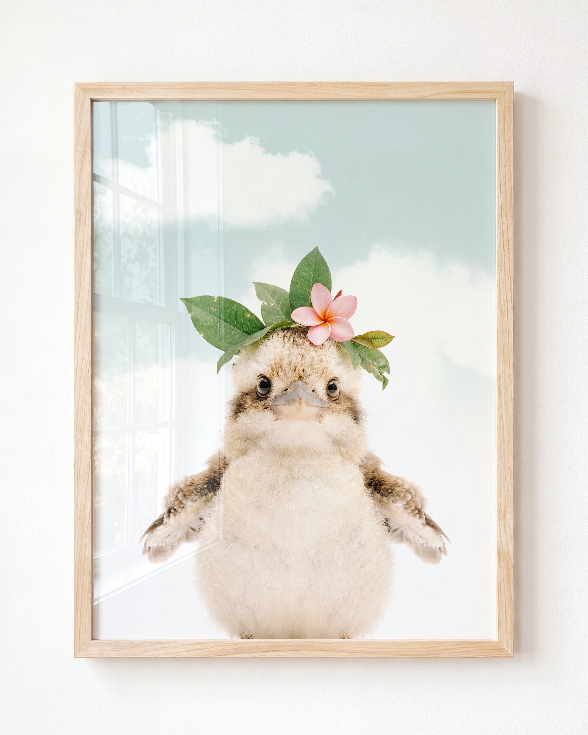 Baby Kookaburra