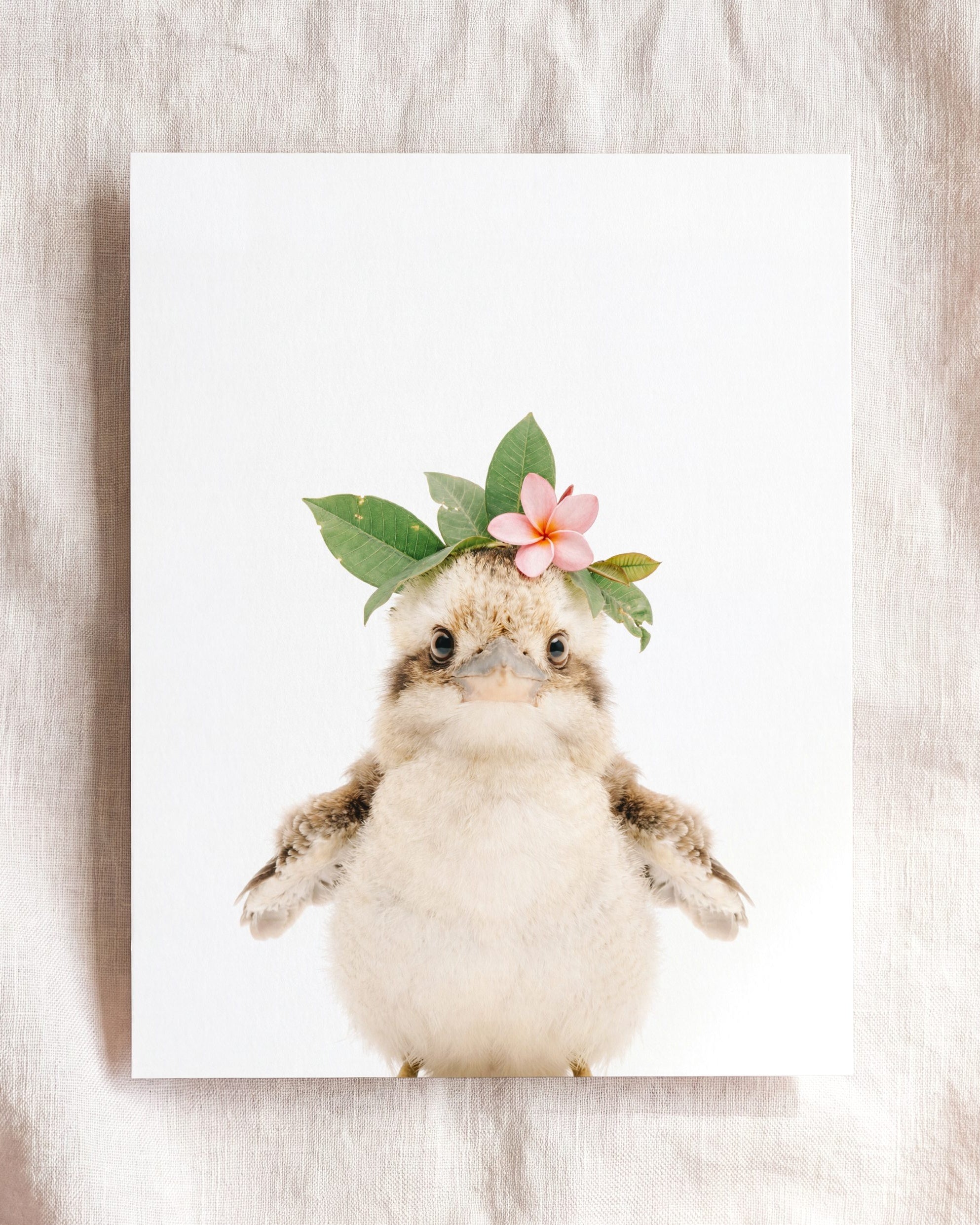 Baby Kookaburra