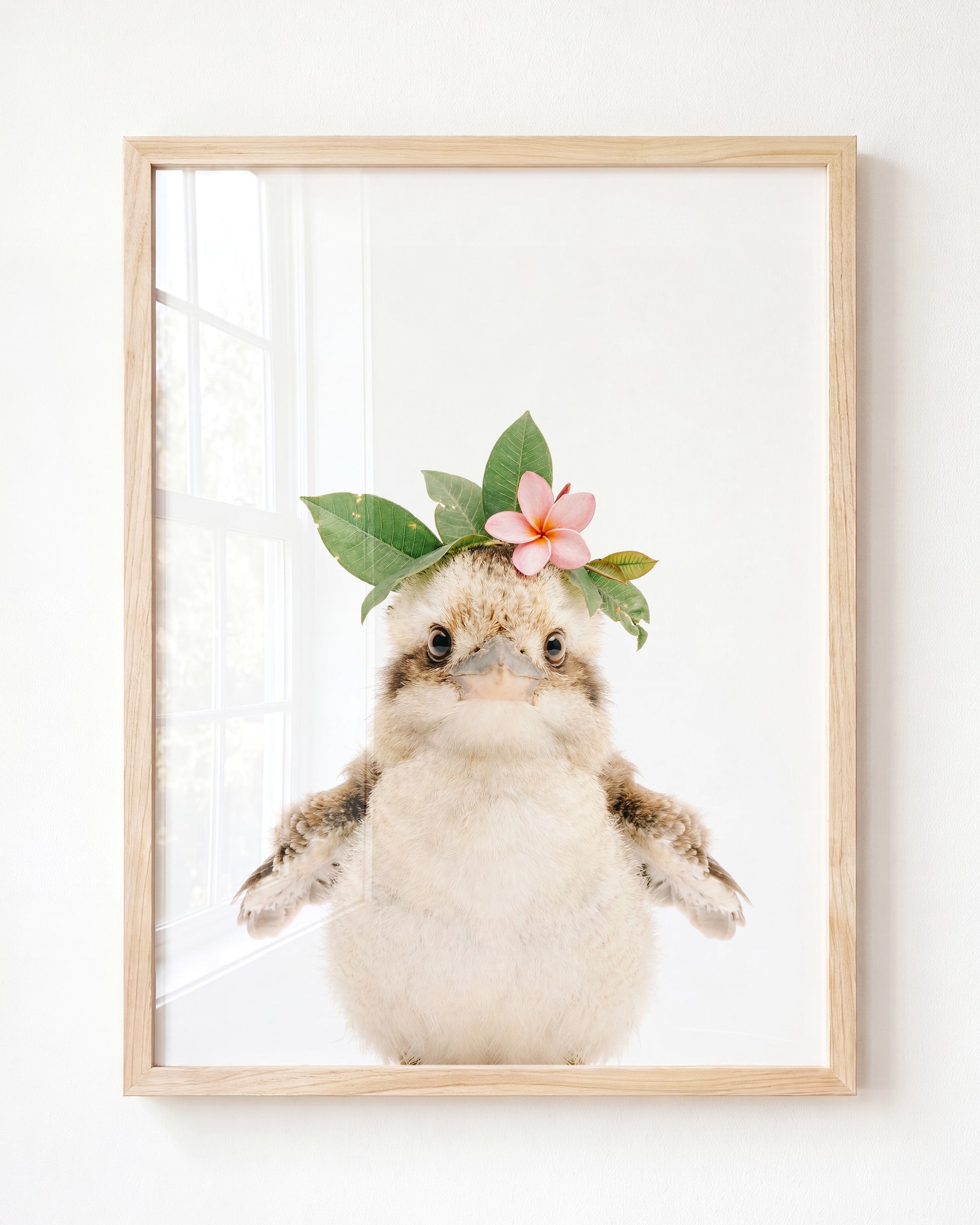 Baby Kookaburra