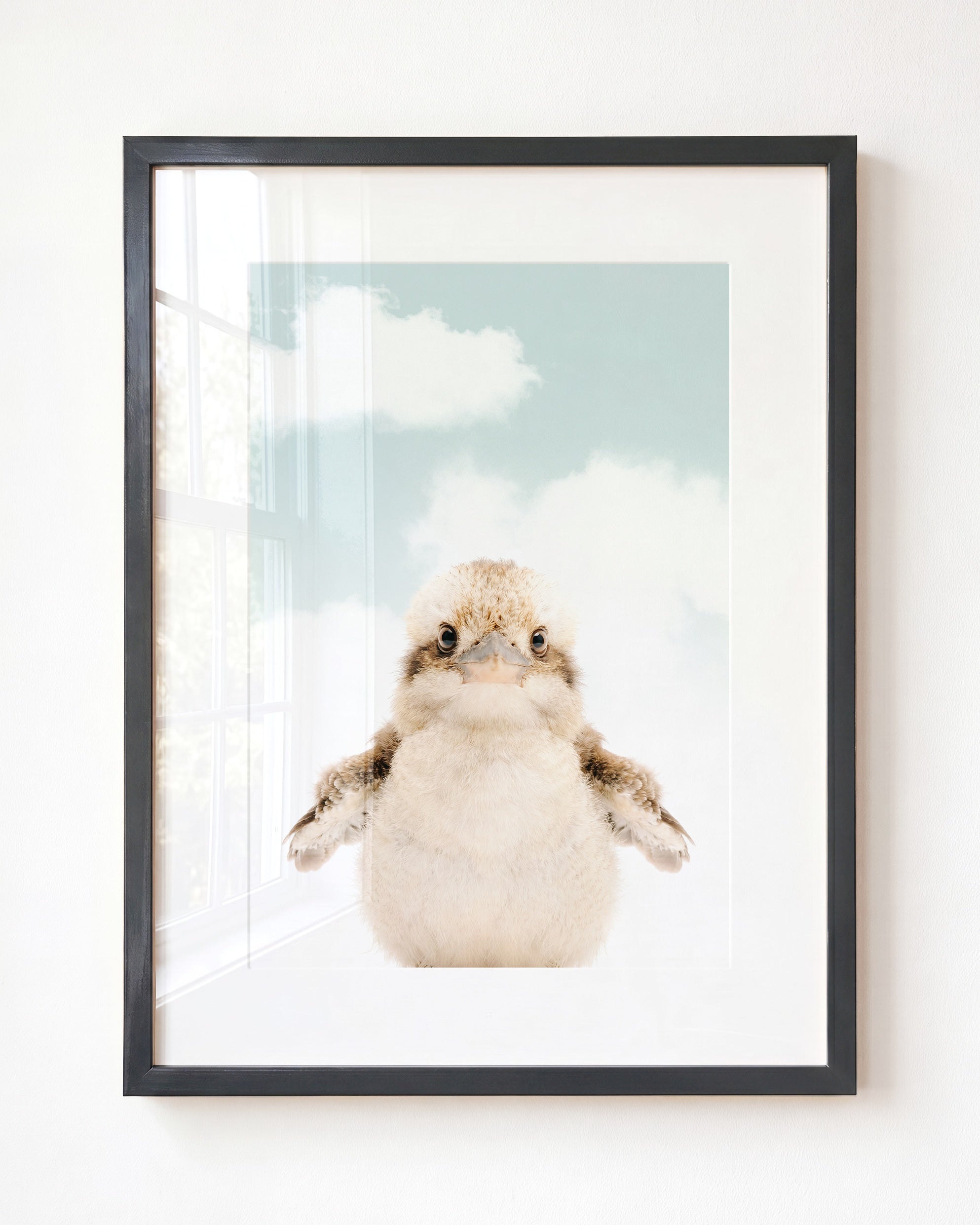Baby Kookaburra