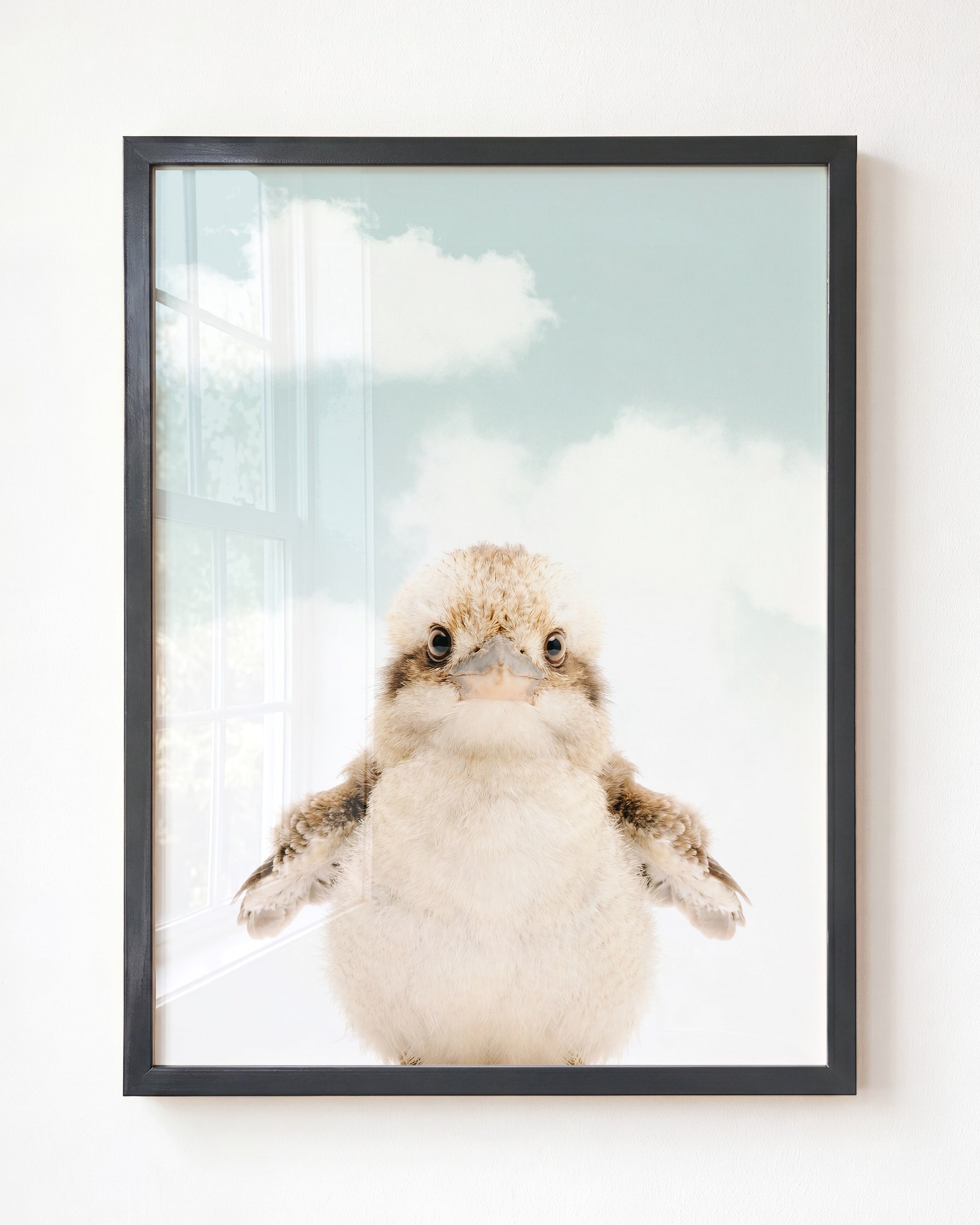 Baby Kookaburra