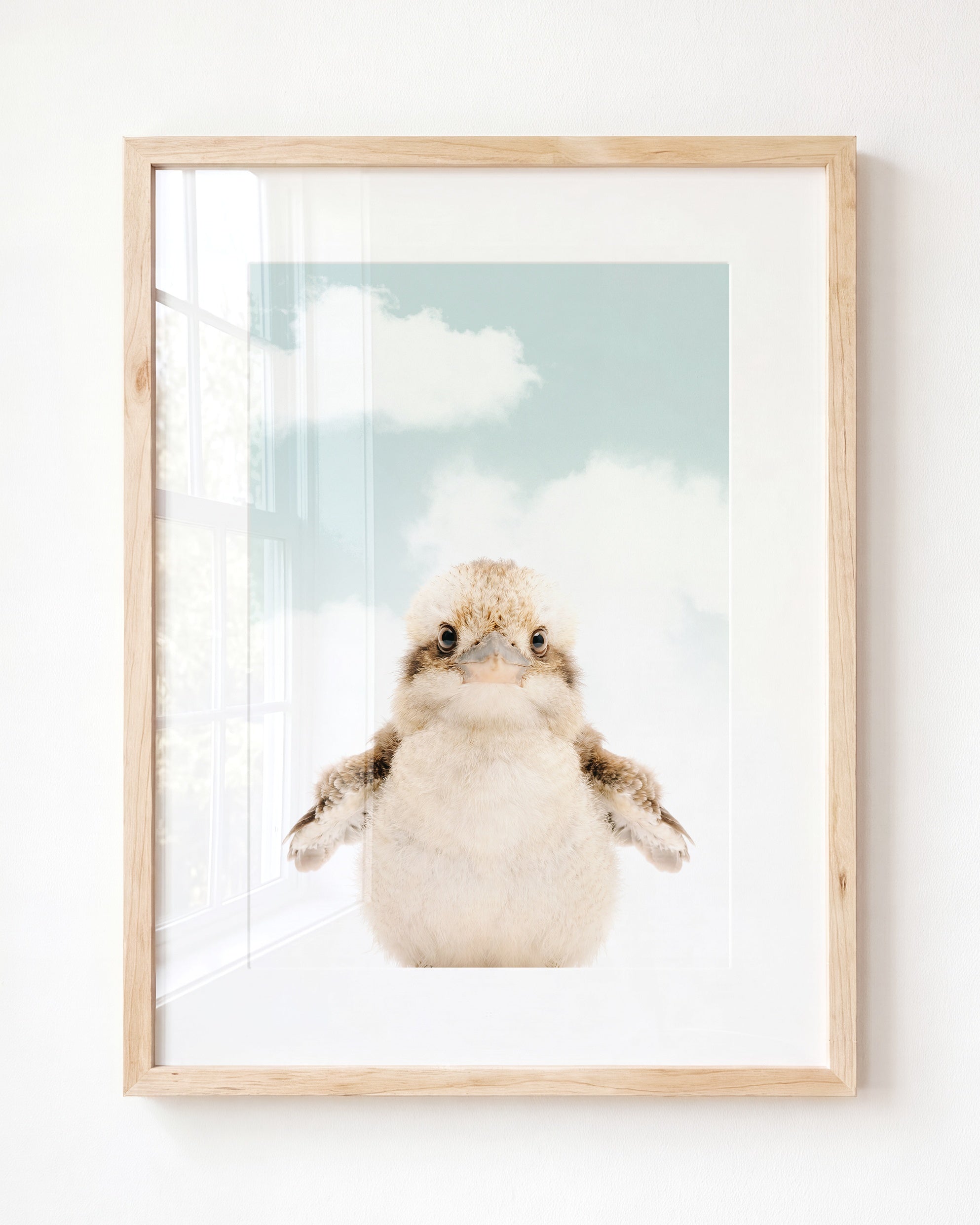 Baby Kookaburra
