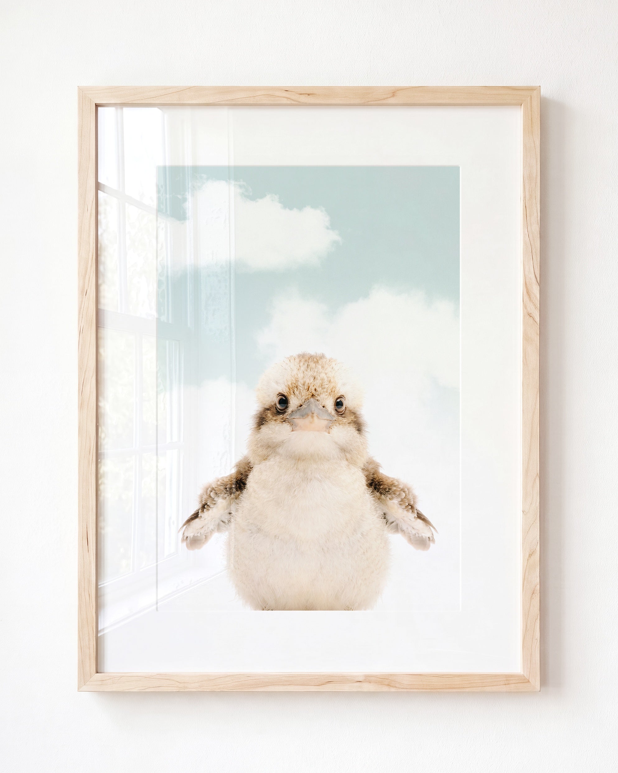 Baby Kookaburra