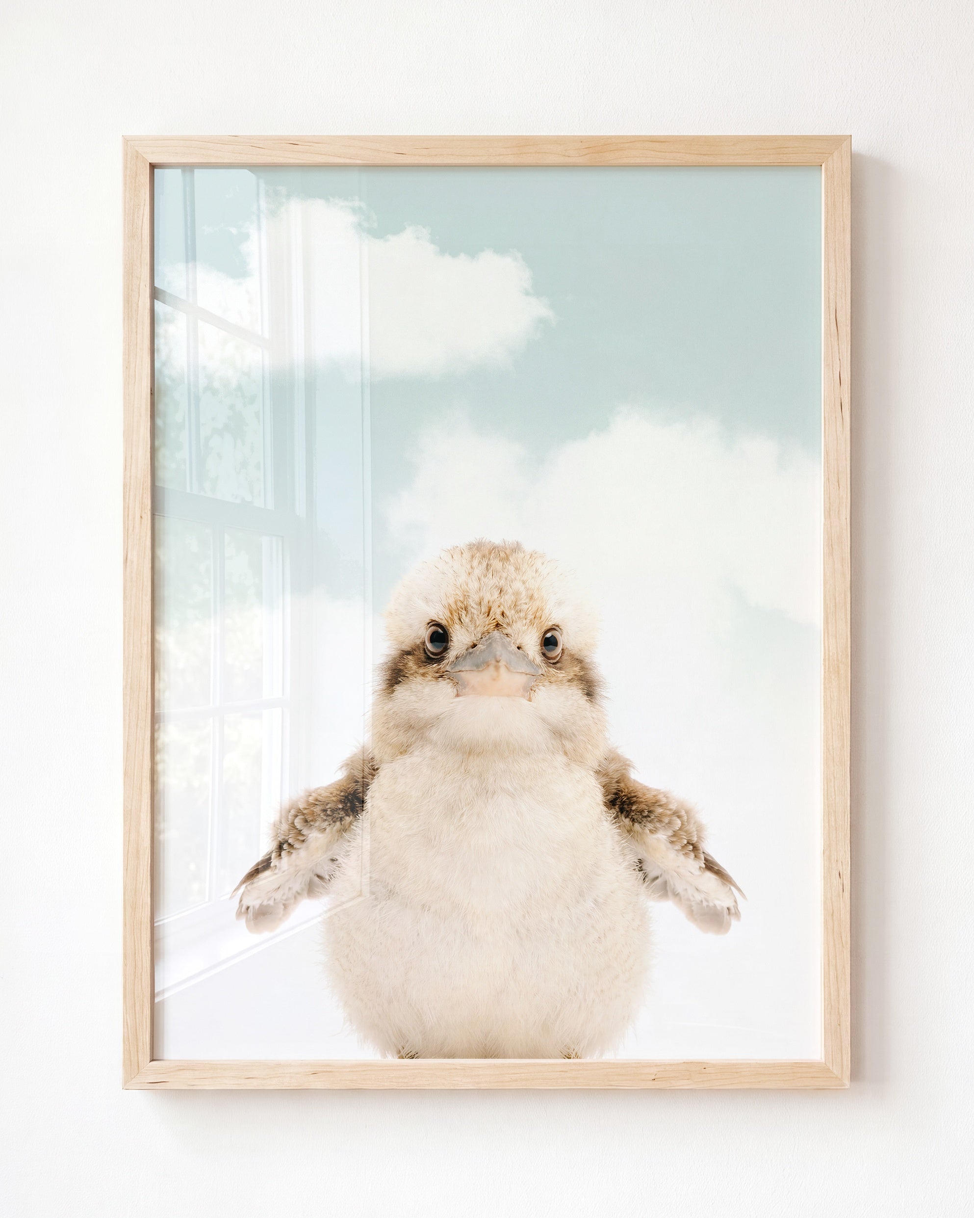 Baby Kookaburra