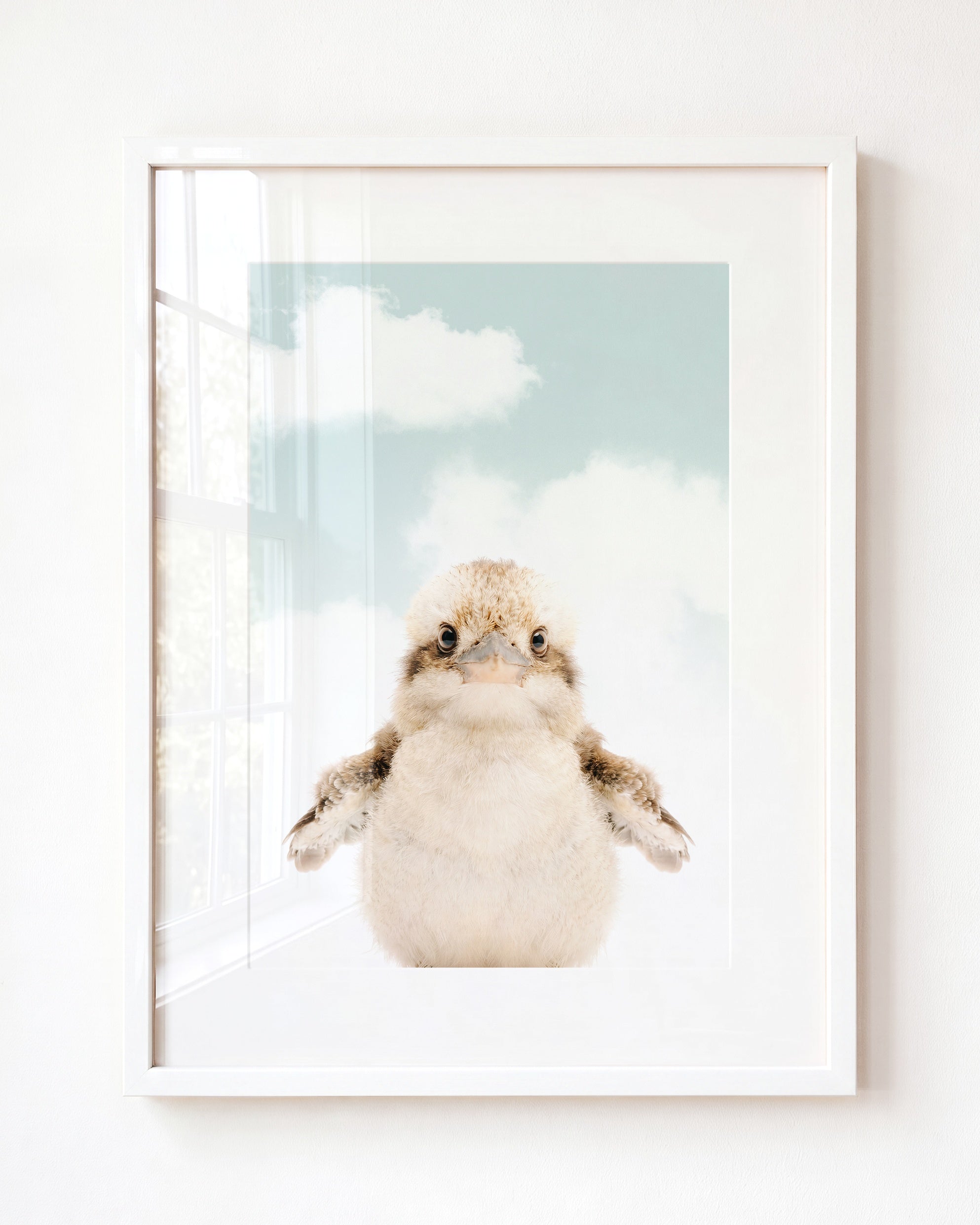 Baby Kookaburra