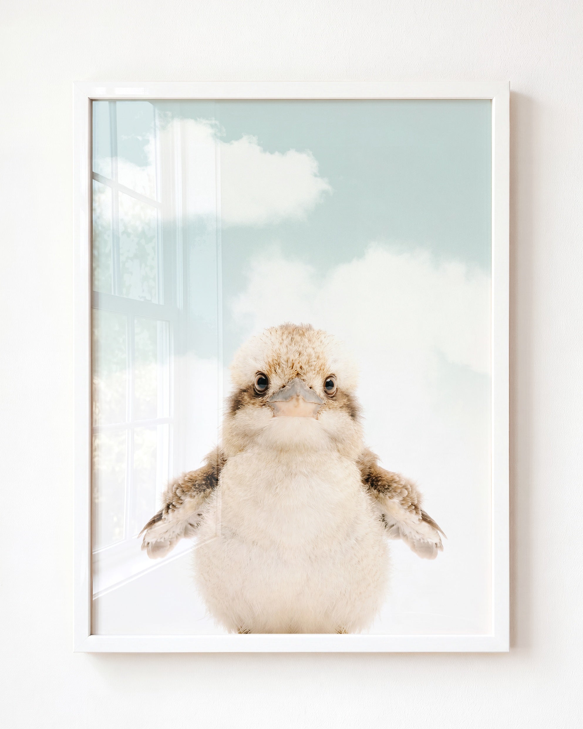 Baby Kookaburra