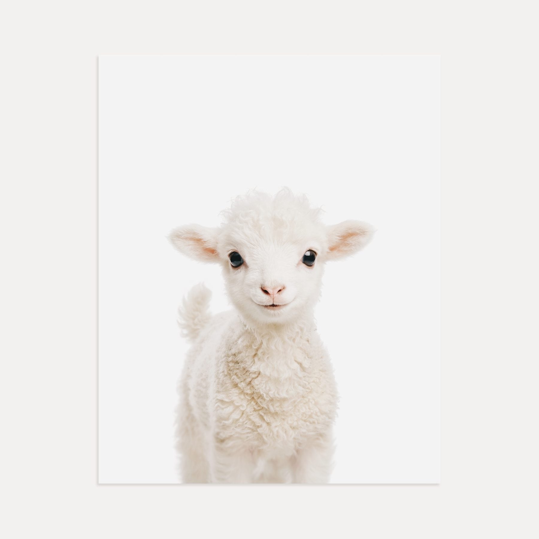 Baby Lamb