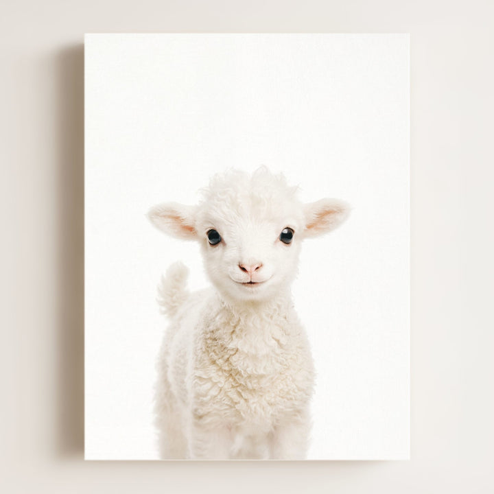 Baby Lamb