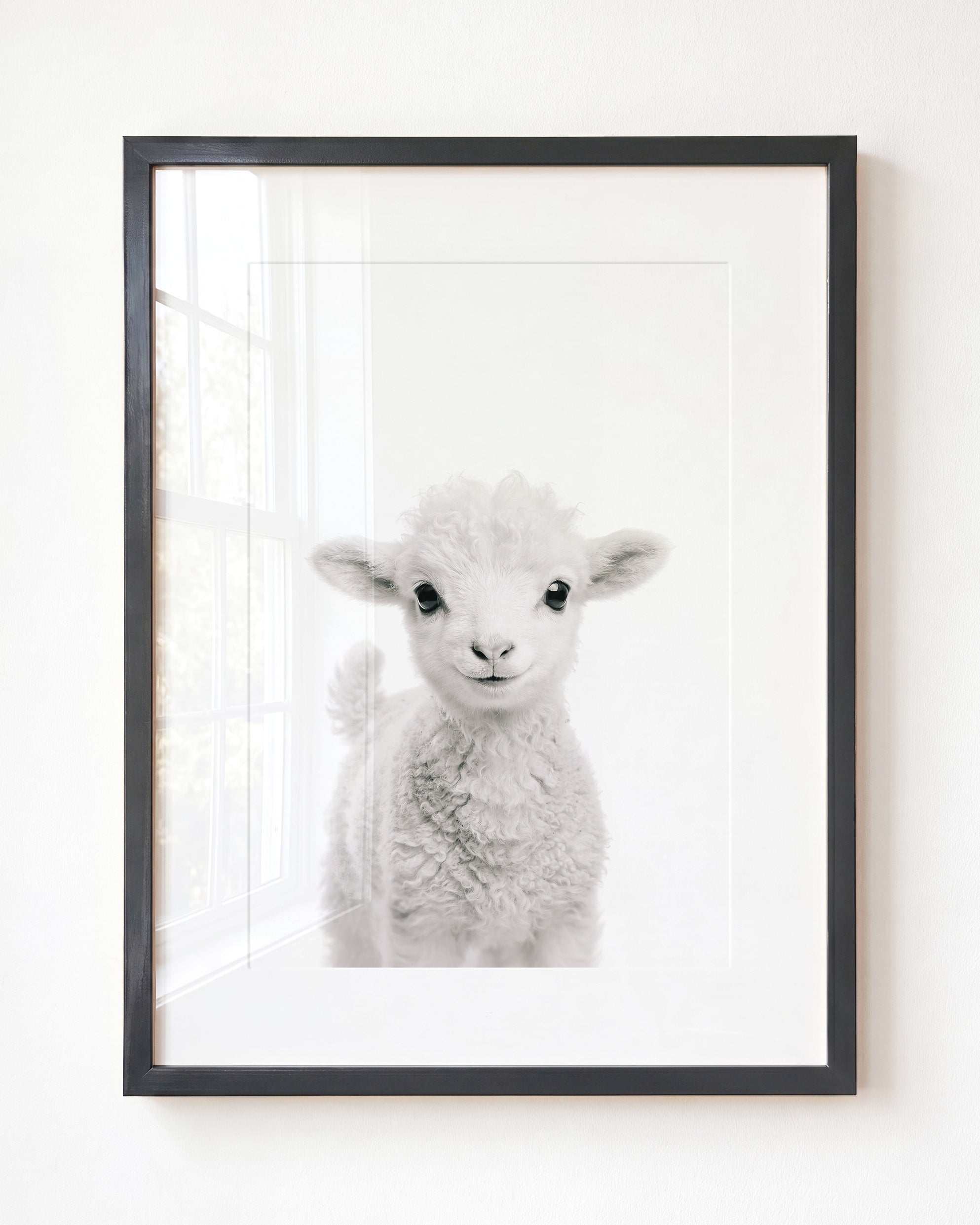 Baby Lamb