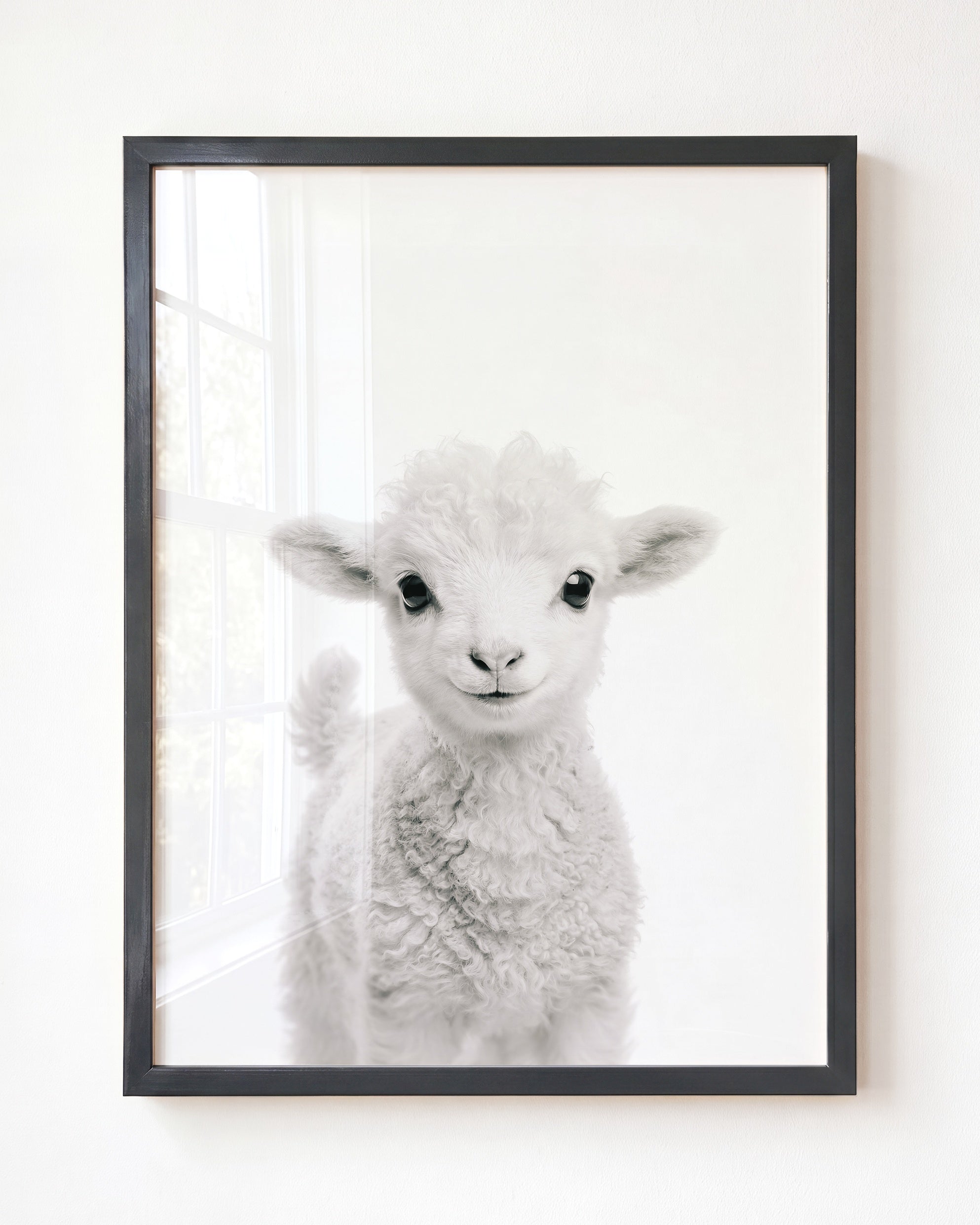 Baby Lamb
