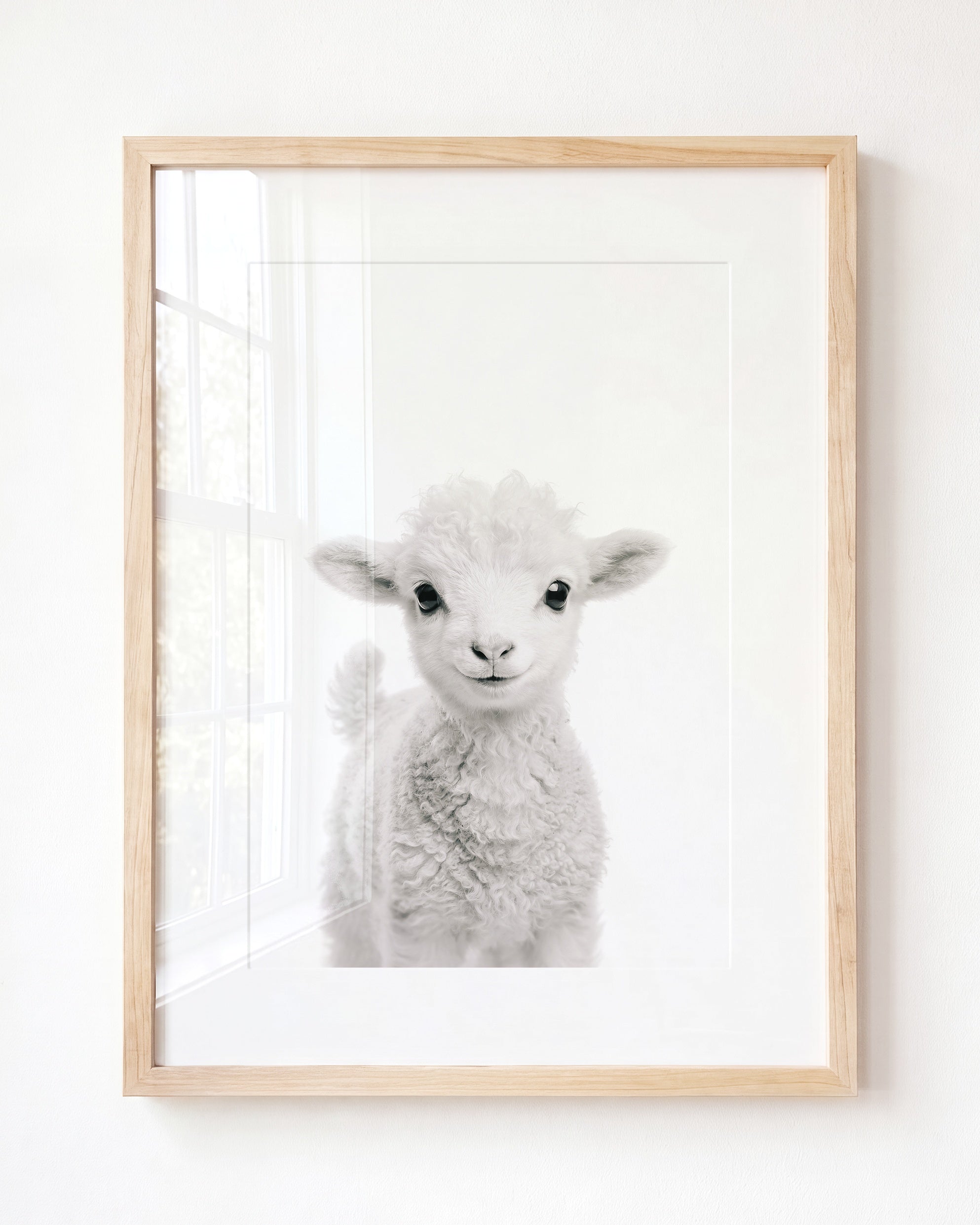 Baby Lamb