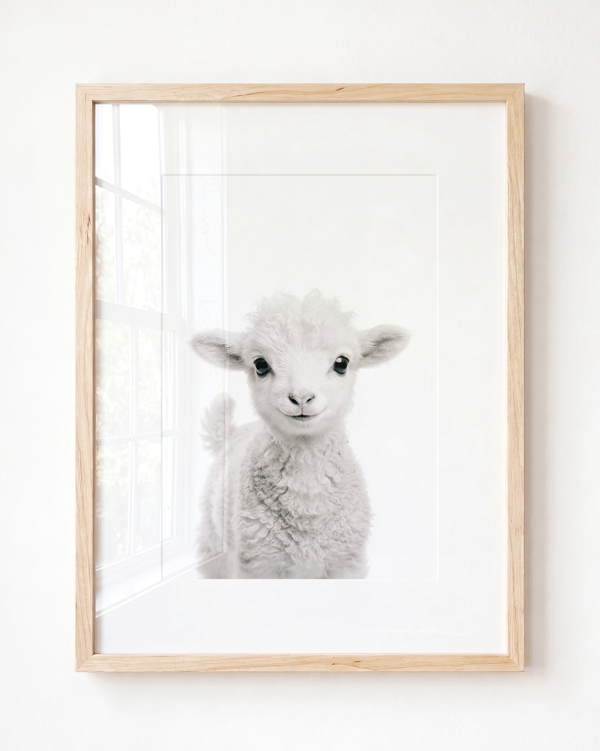 Baby Lamb
