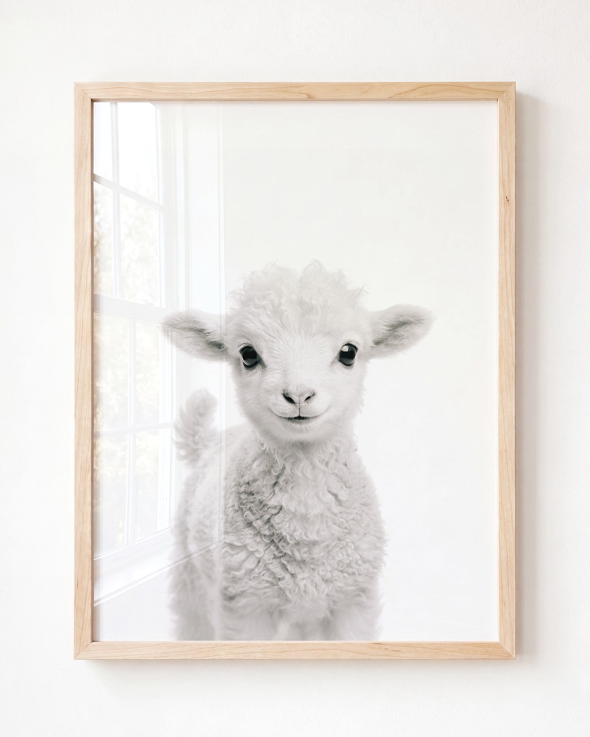 Baby Lamb