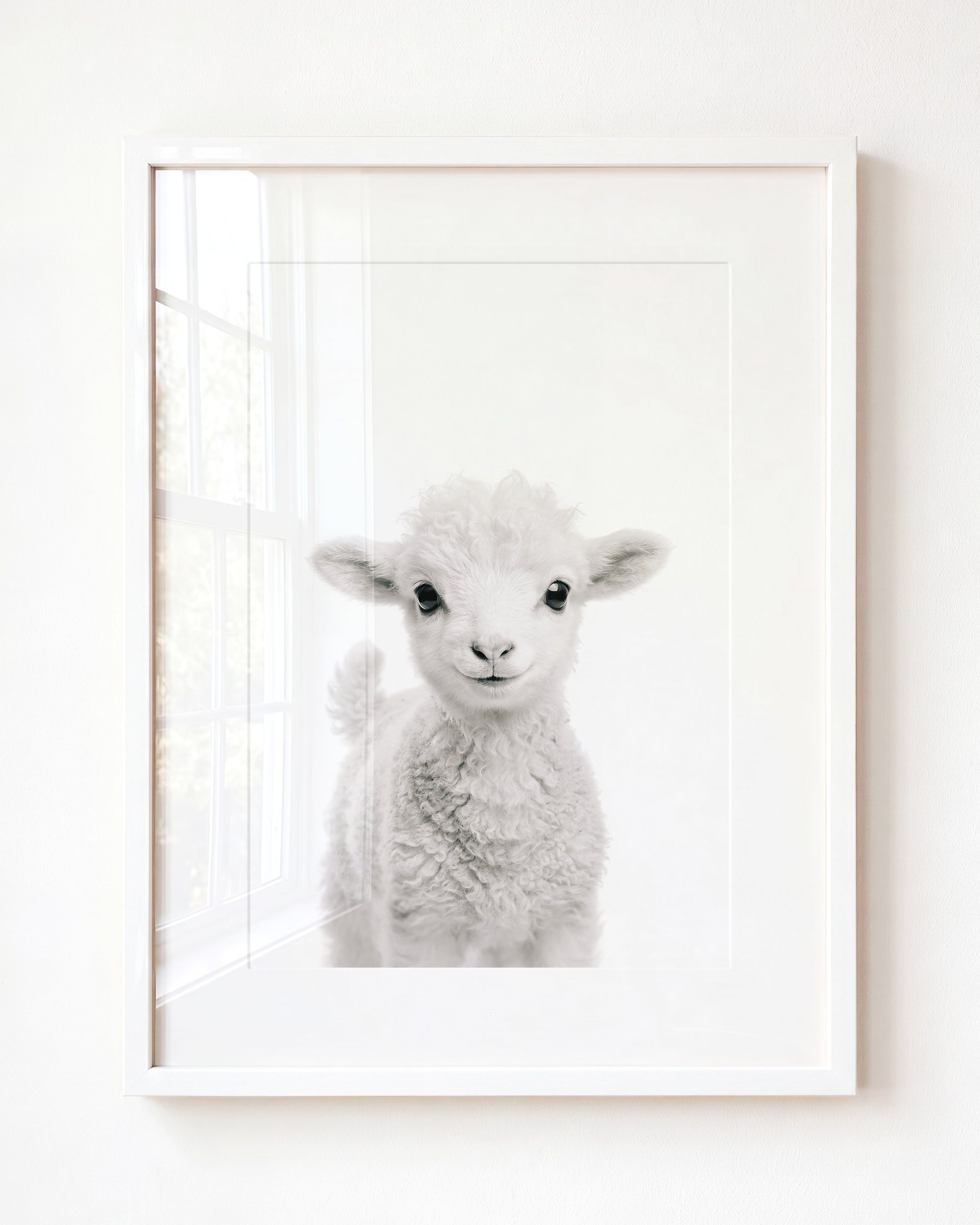 Baby Lamb
