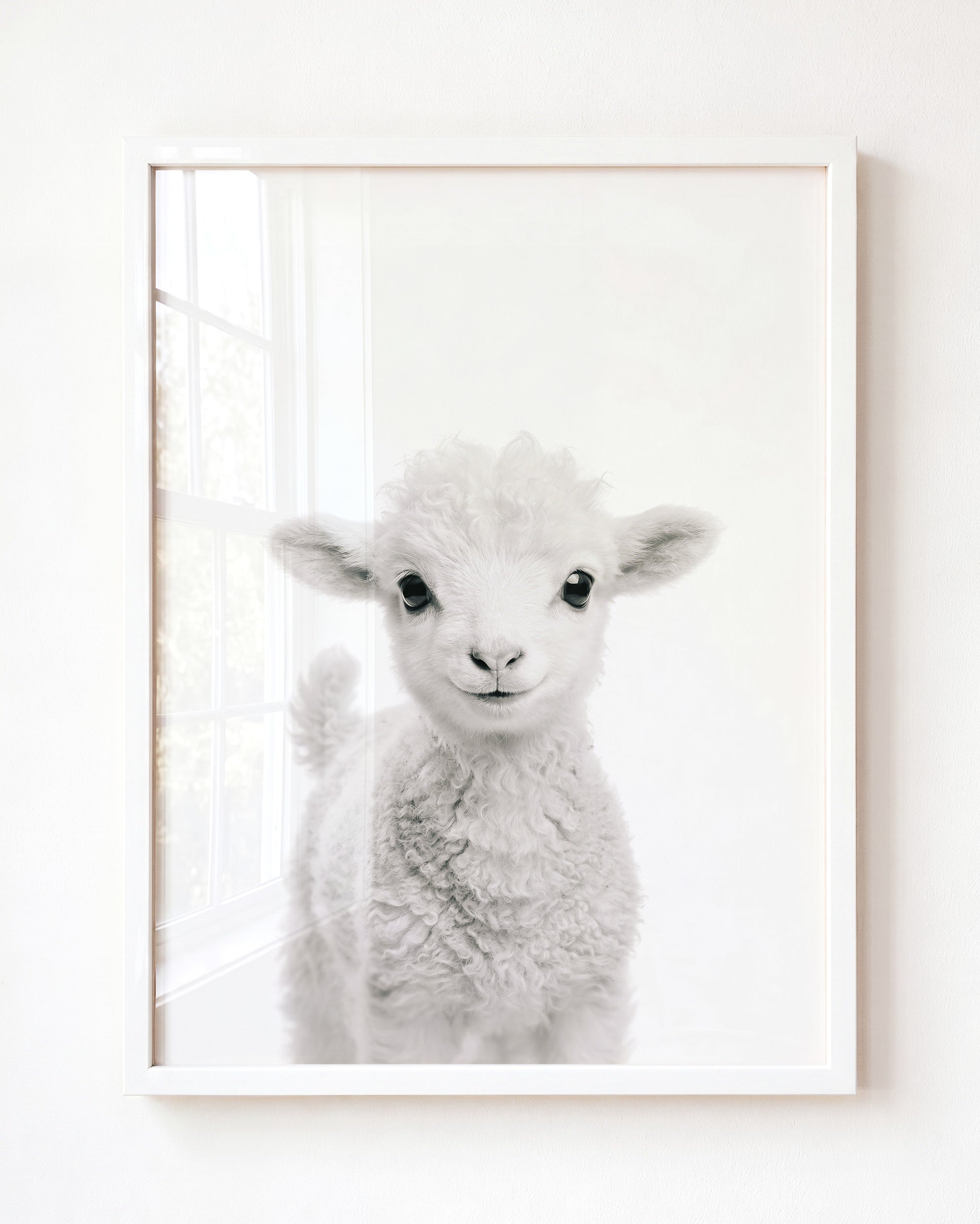 Baby Lamb