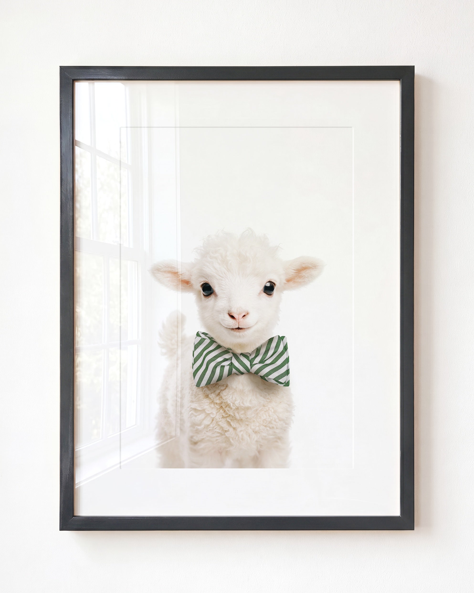 Baby Lamb