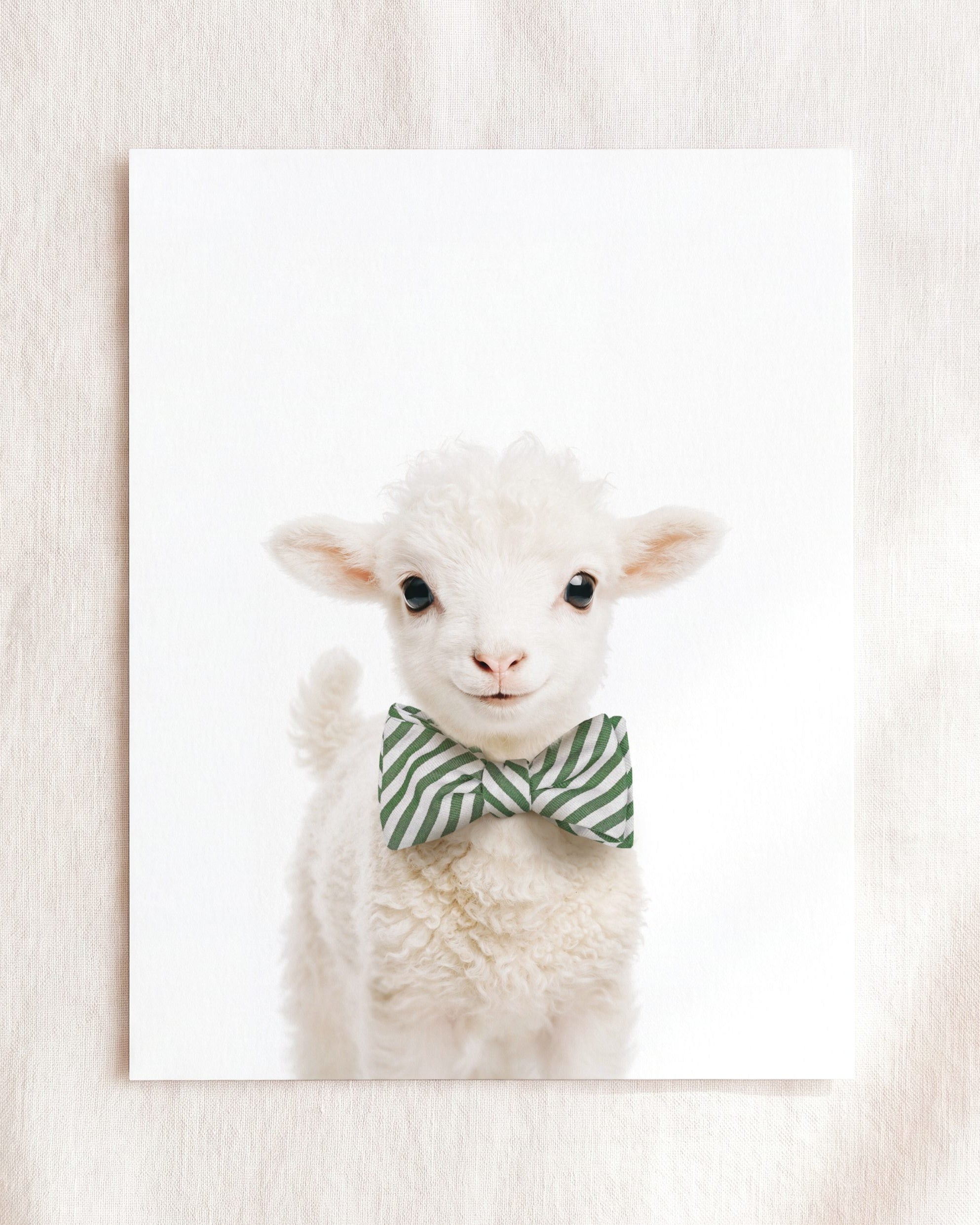 Baby Lamb