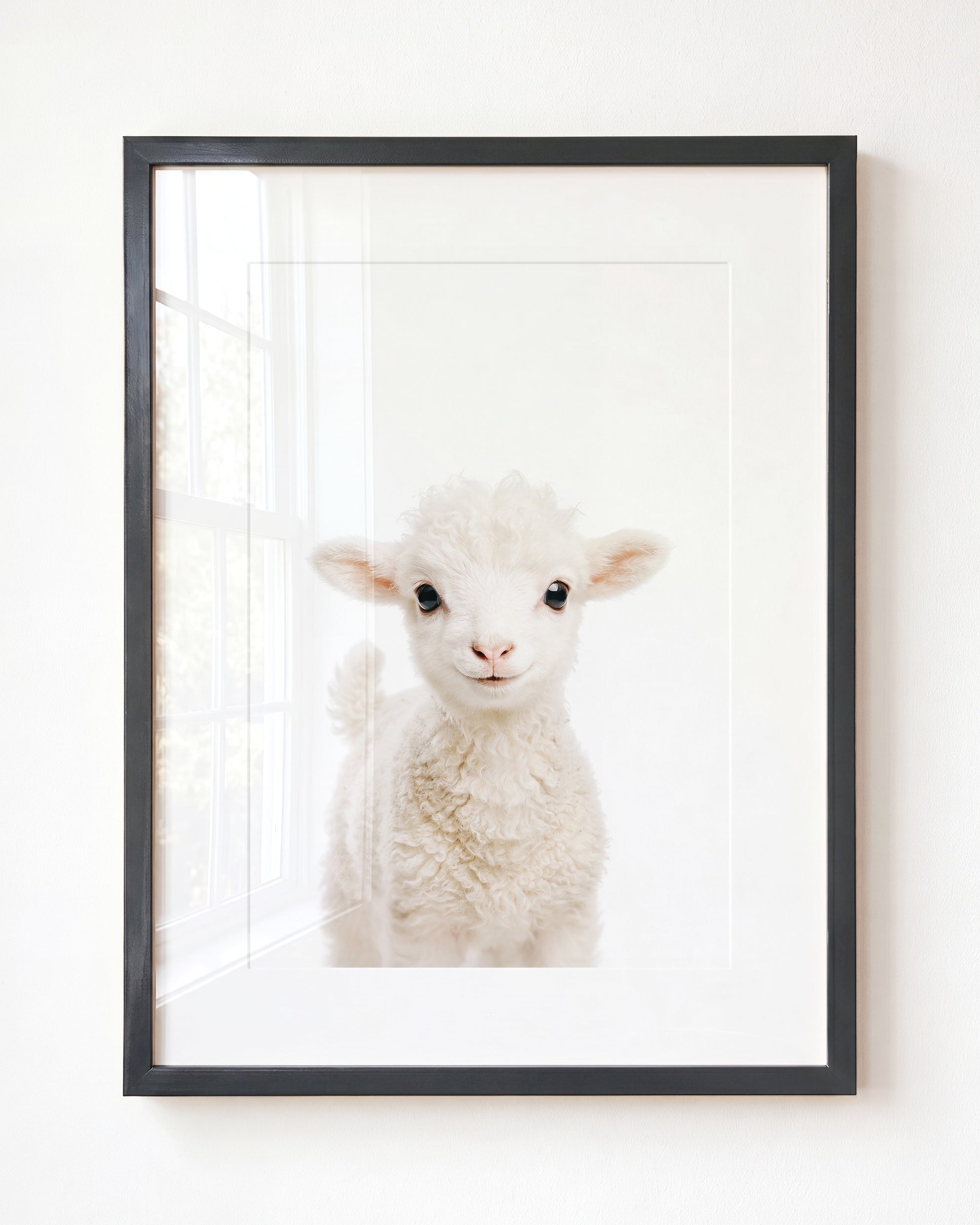 Baby Lamb