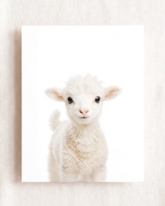 Baby Lamb
