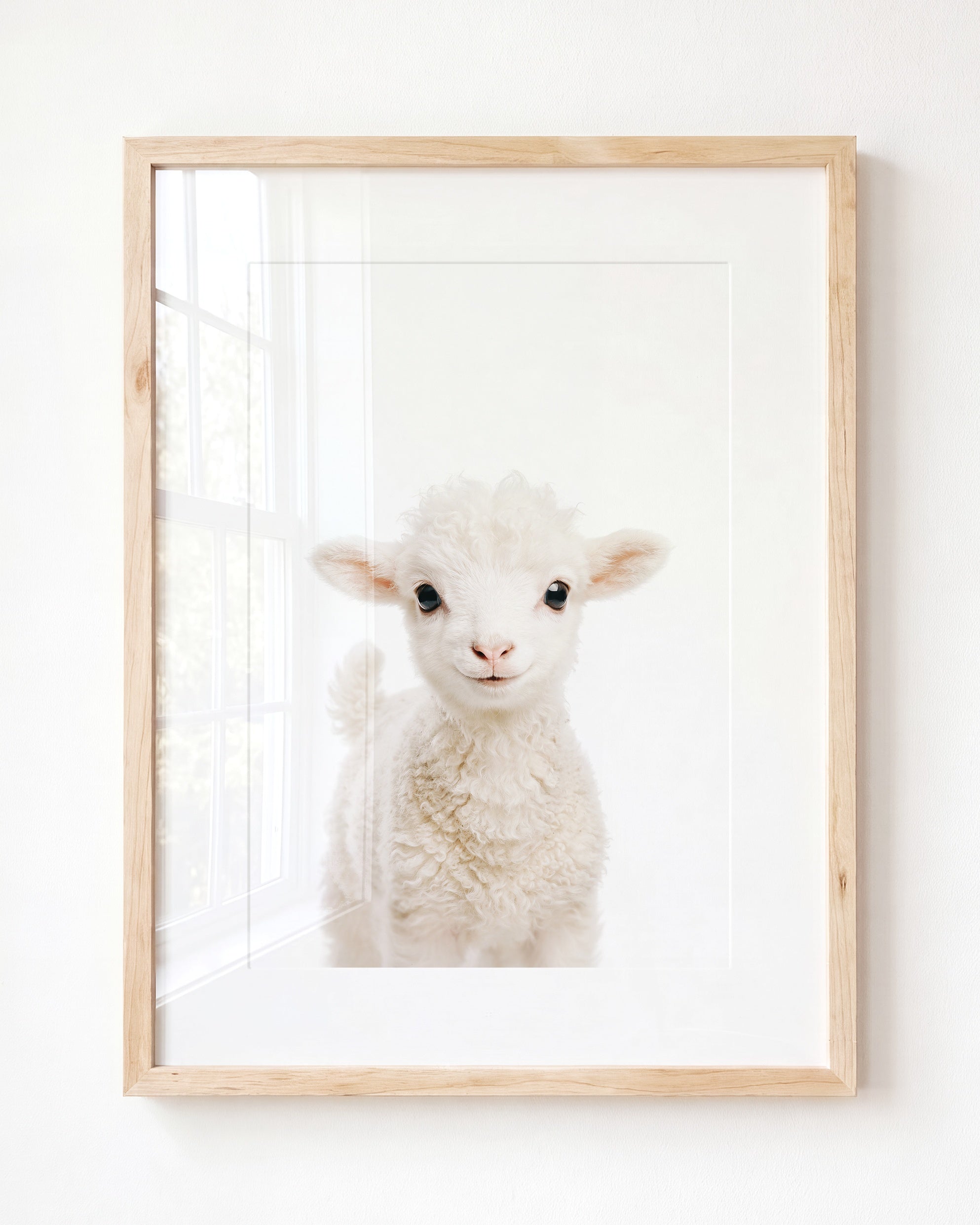 Baby Lamb