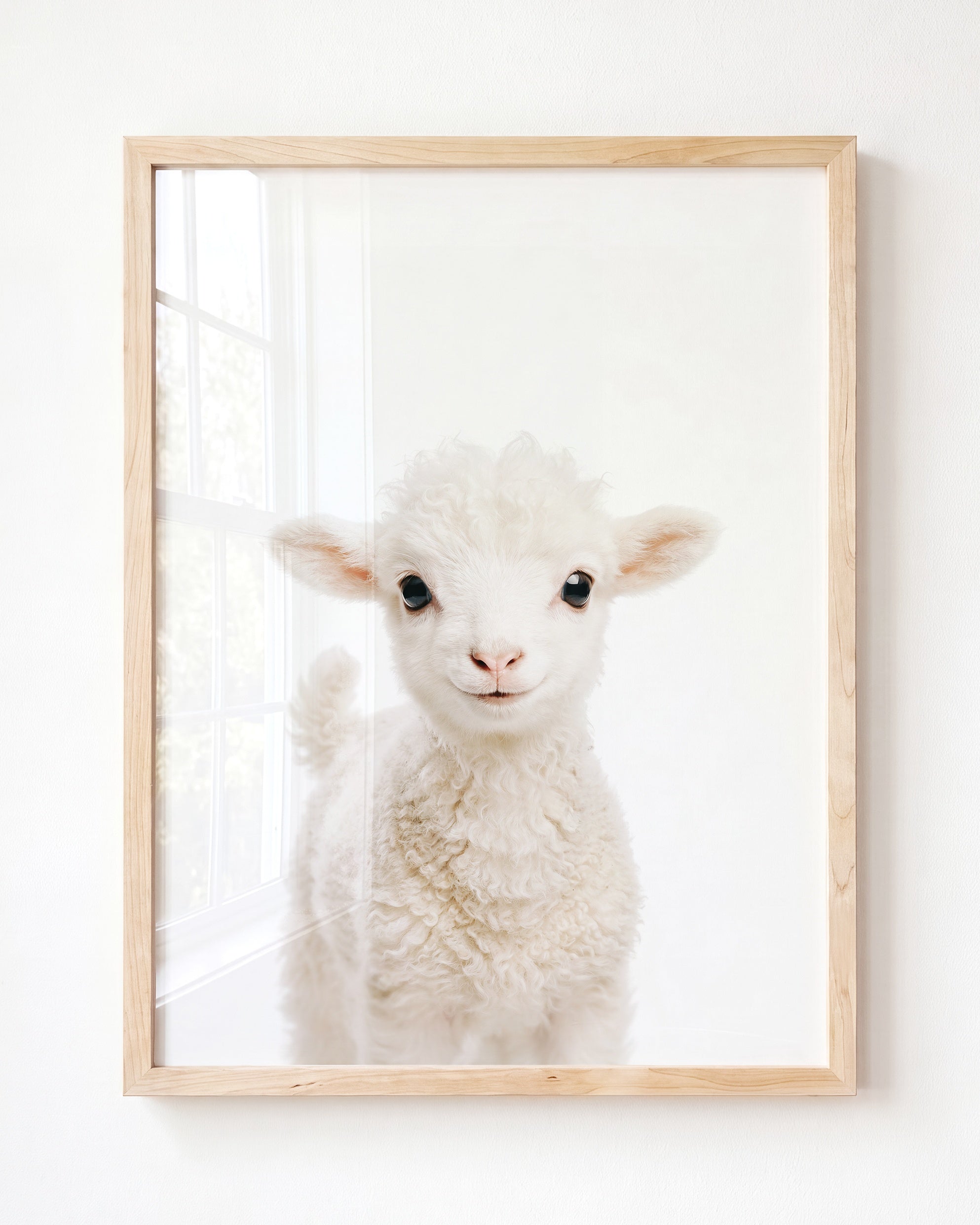 Baby Lamb