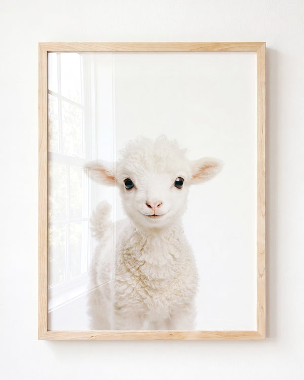 Baby Lamb — Framed