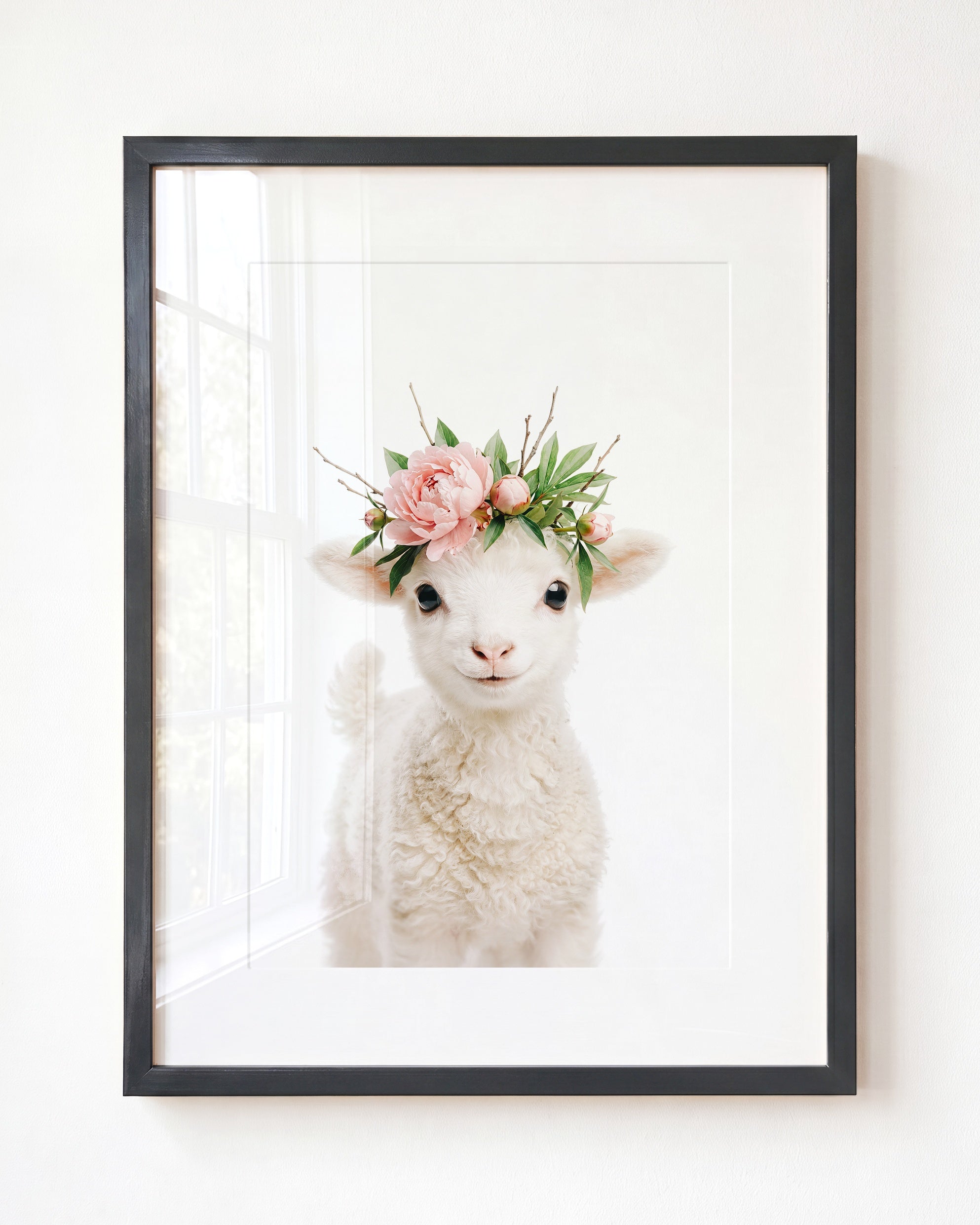 Baby Lamb