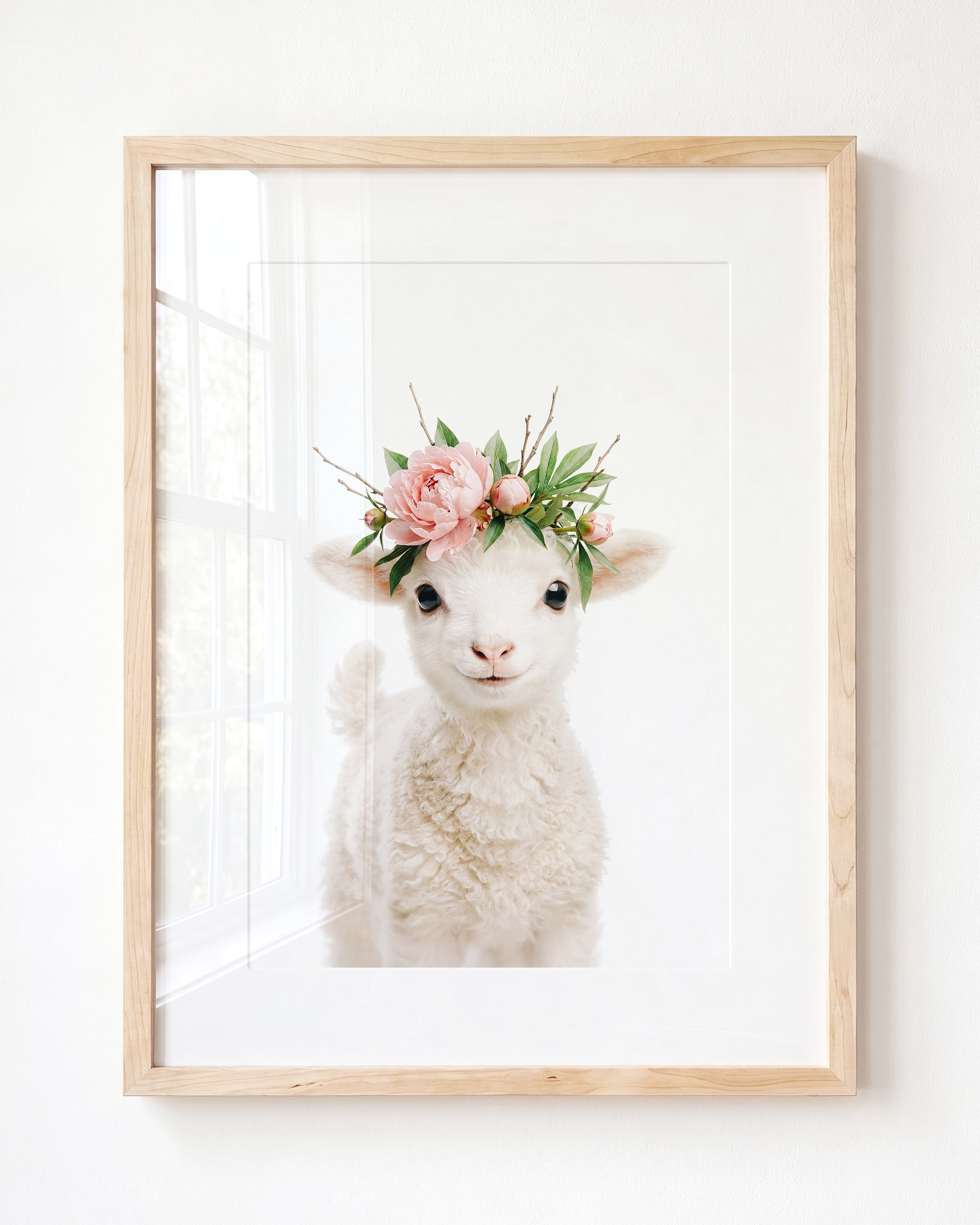 Baby Lamb