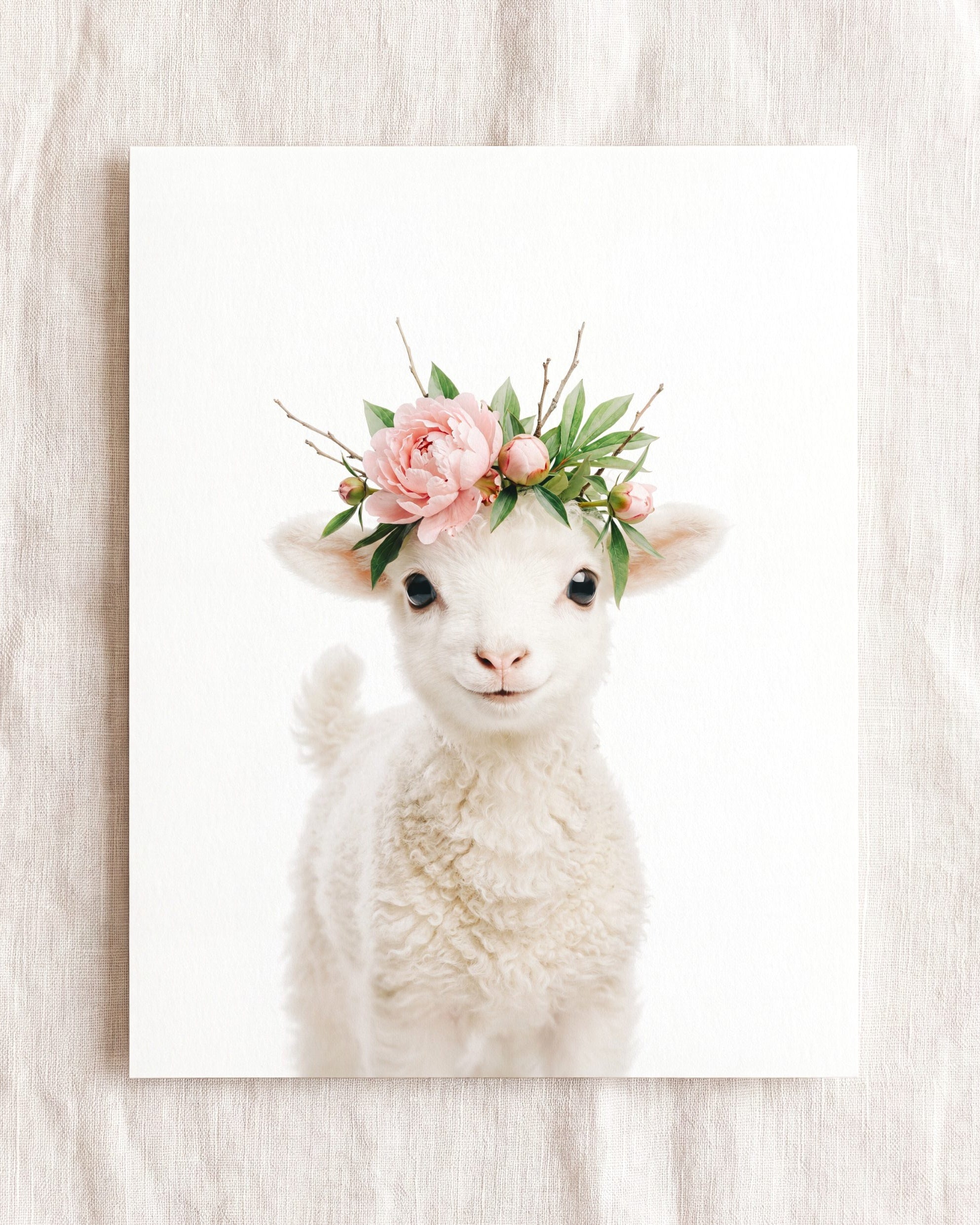 Baby Lamb