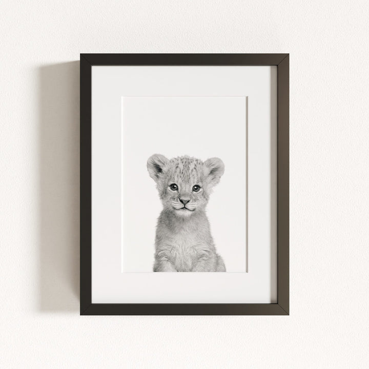 Baby Lion
