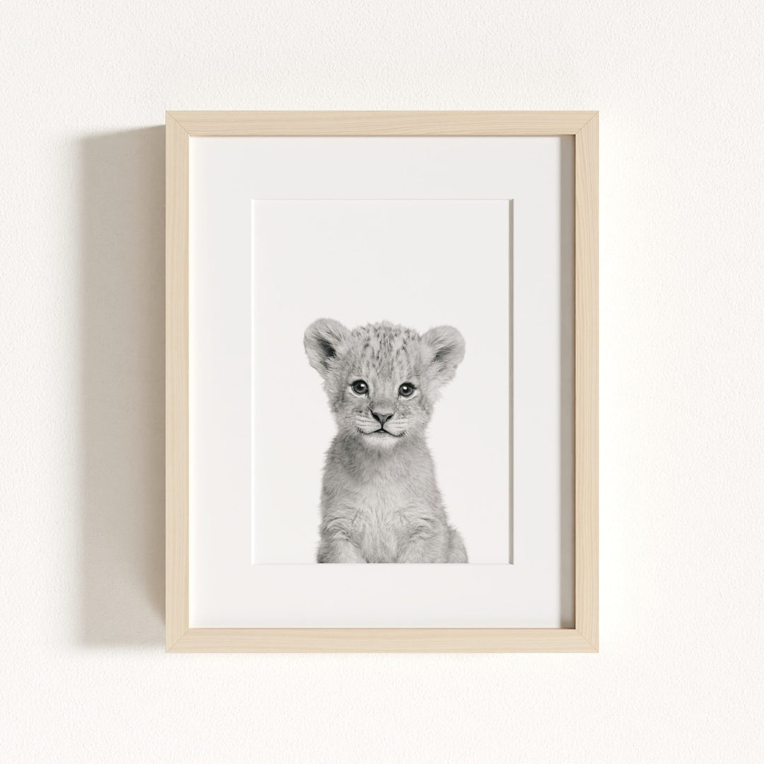Baby Lion
