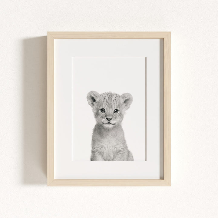 Baby Lion