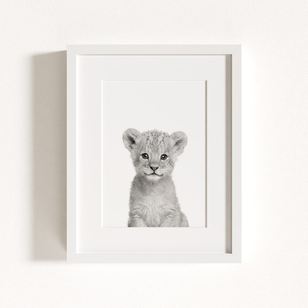 Baby Lion