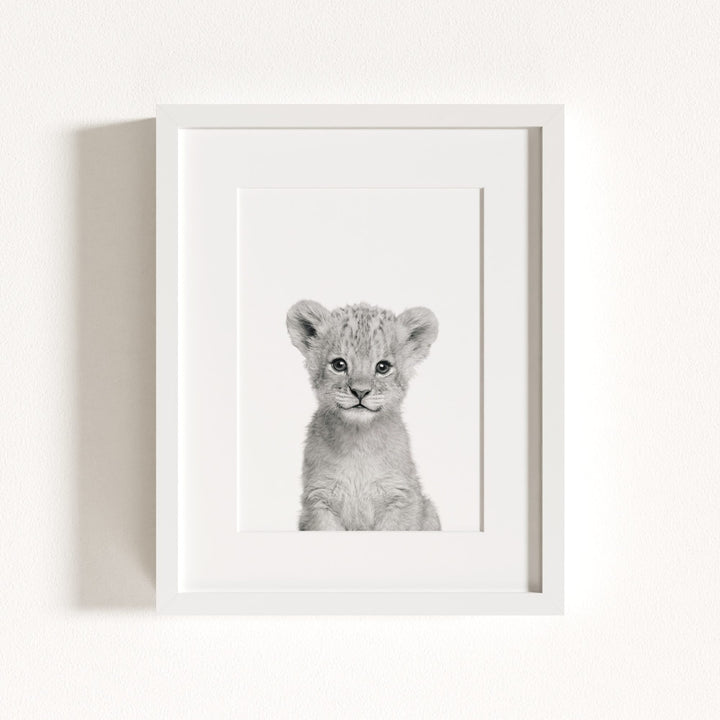 Baby Lion