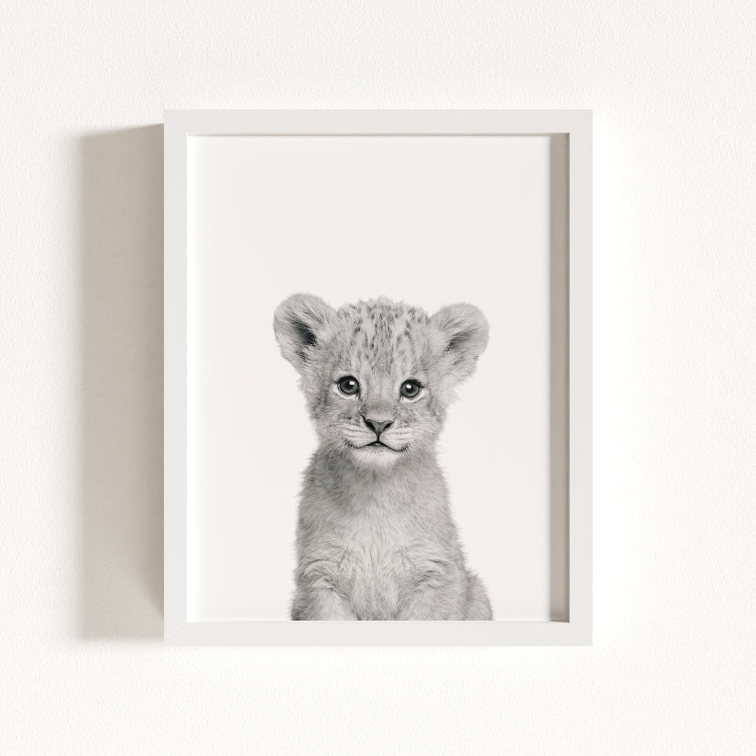 Baby Lion