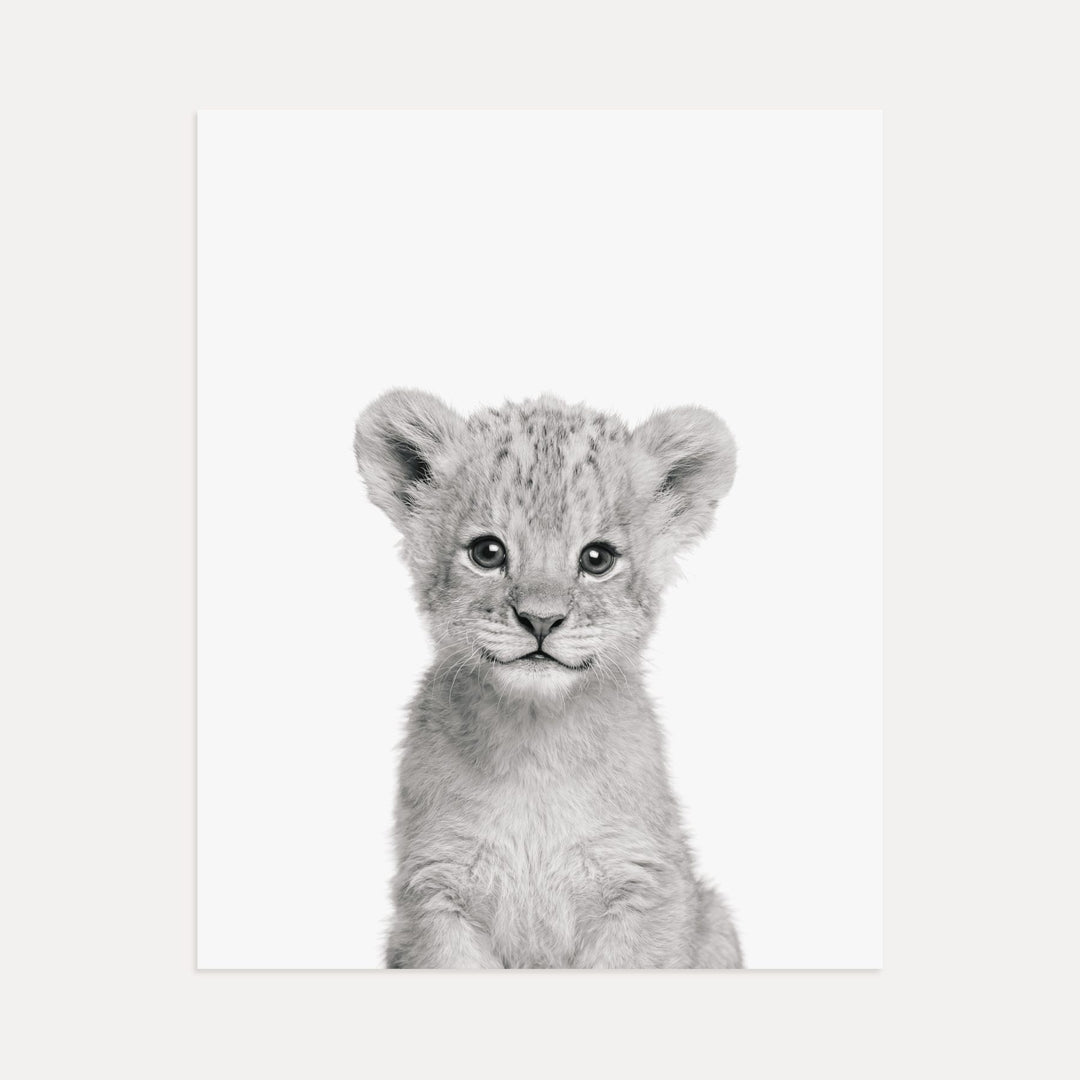 Baby Lion