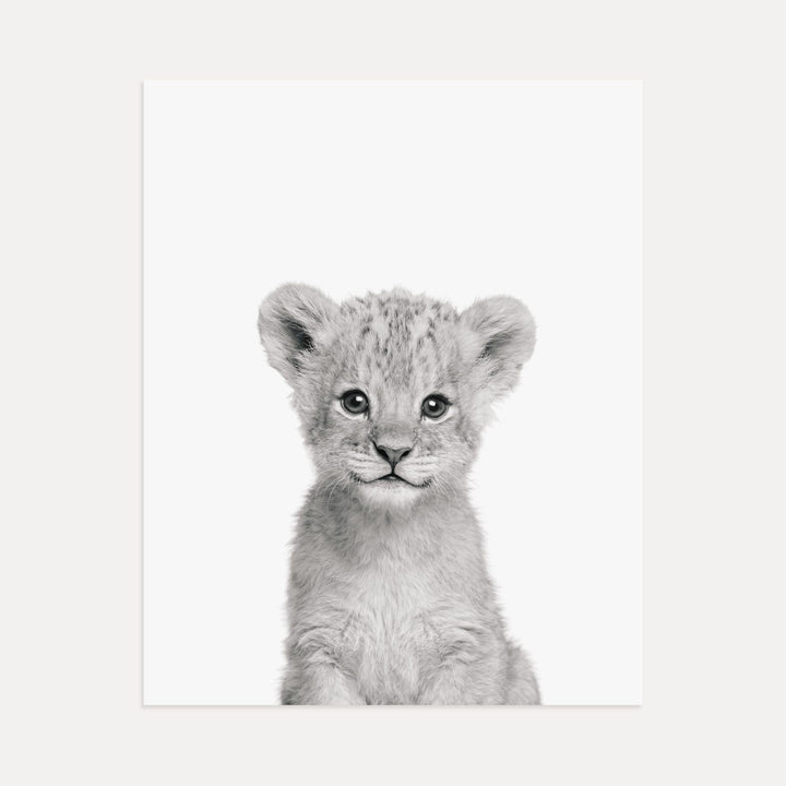 Baby Lion