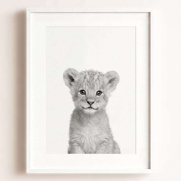 Baby Lion