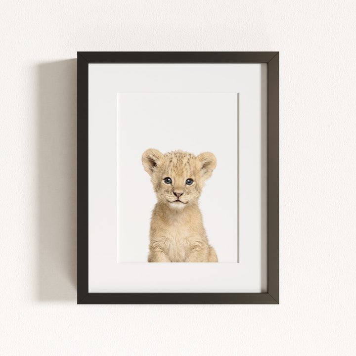Baby Lion