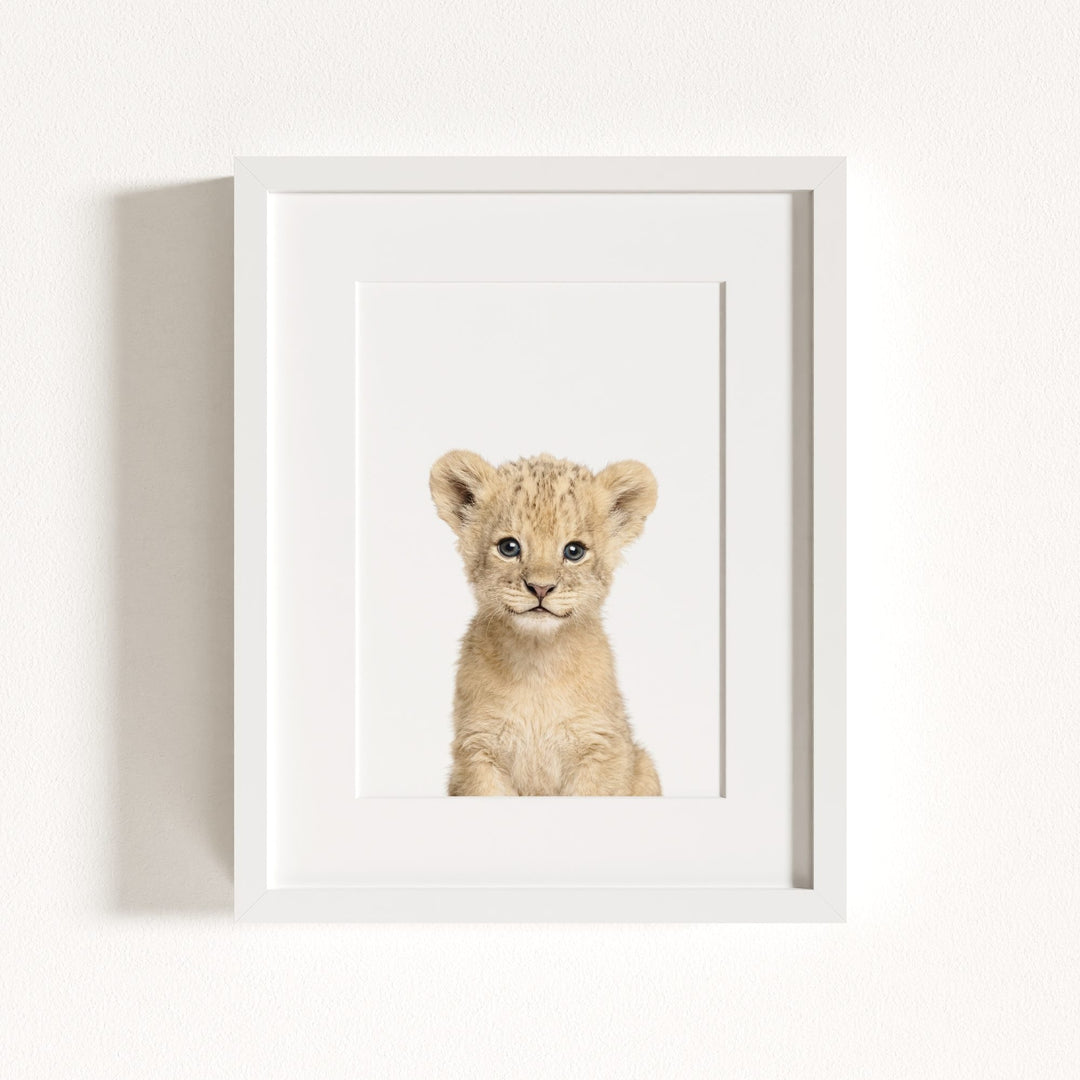 Baby Lion