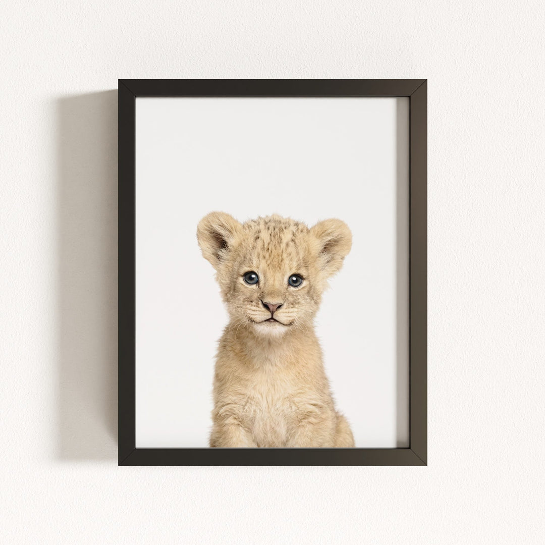 Baby Lion