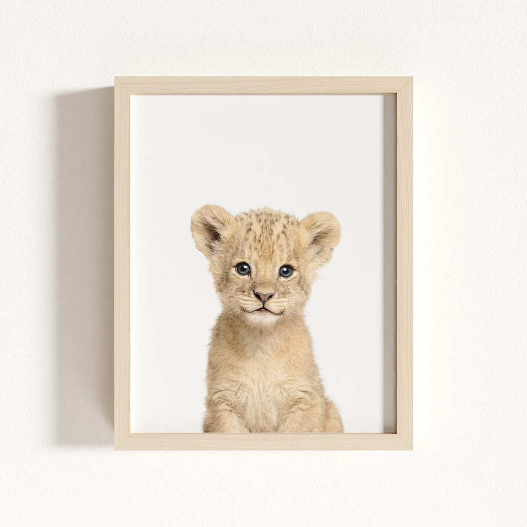 Baby Lion